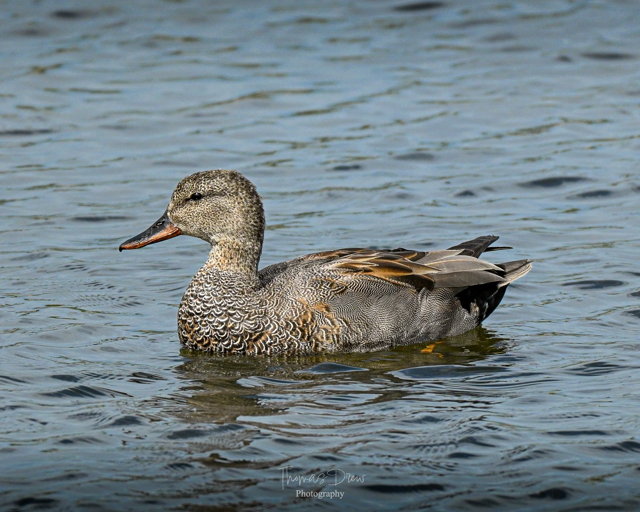 Image of a Gadwall Duck swimming in a body of water.
