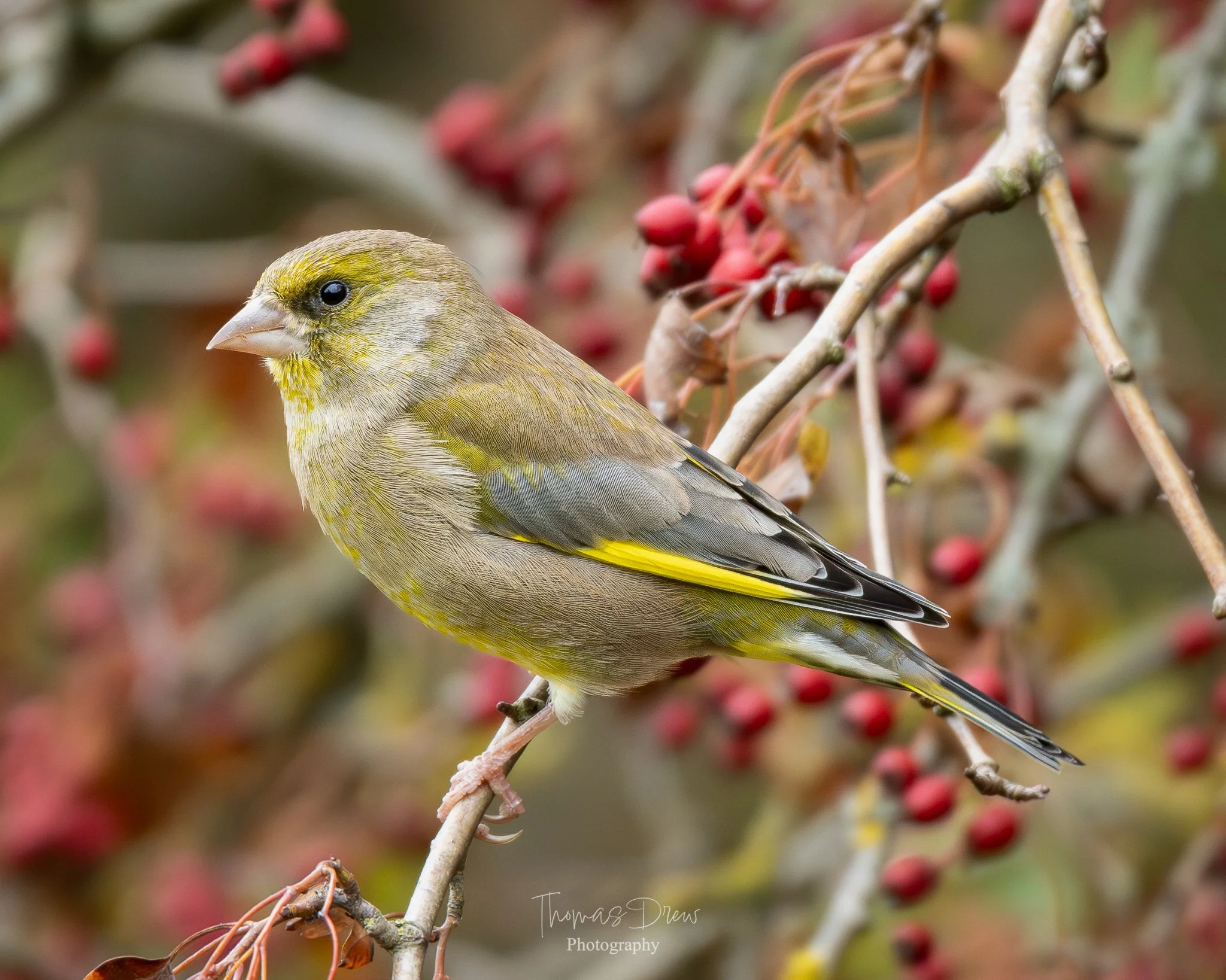 A Greenfinch, a small yellow and grey bird perched on a thin branch with red berries and brown leaves in the background.