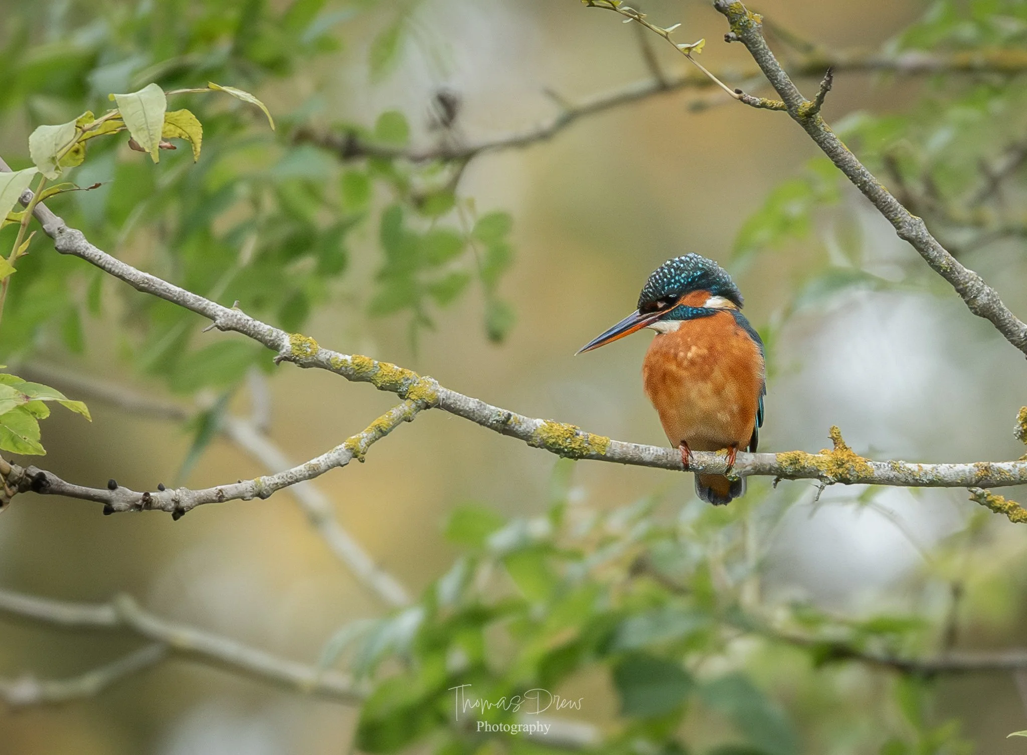 A colorful kingfisher bird perched on a thin branch with green leaves and blurred background.
