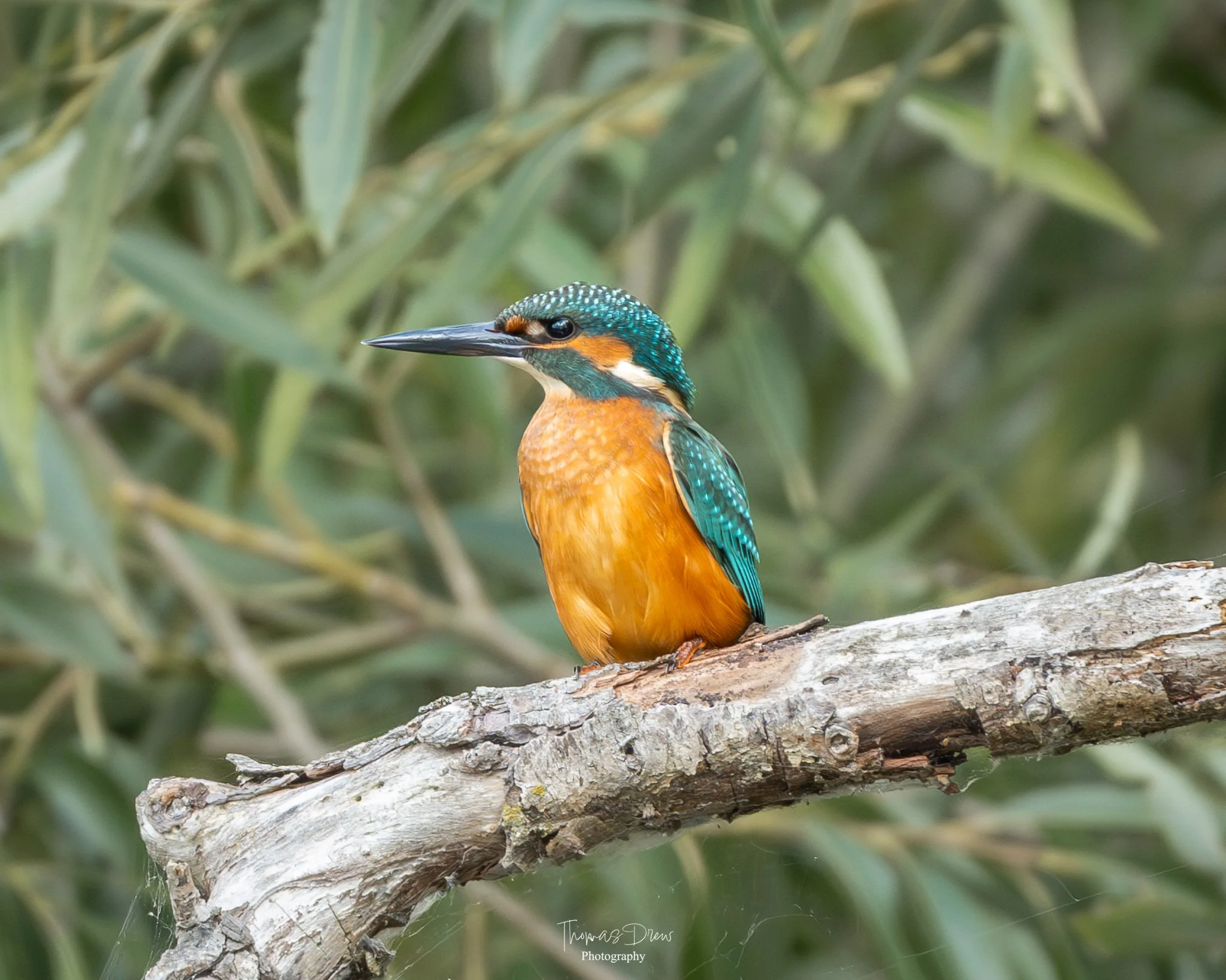 A colorful kingfisher bird perched on a tree branch with green foliage in the background.