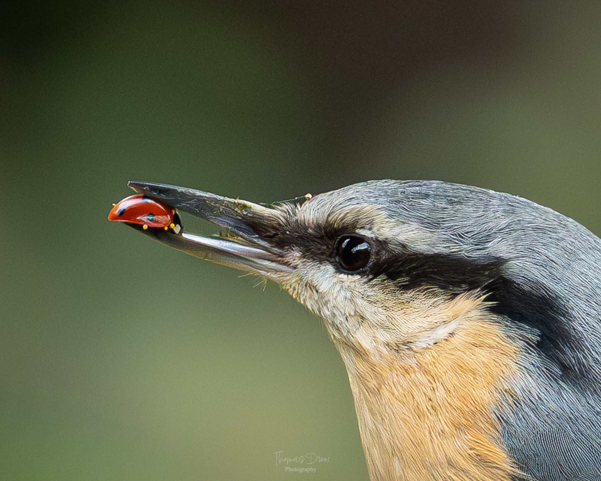 Close-up of a Nuthatch bird, with a ladybug on its beak.
