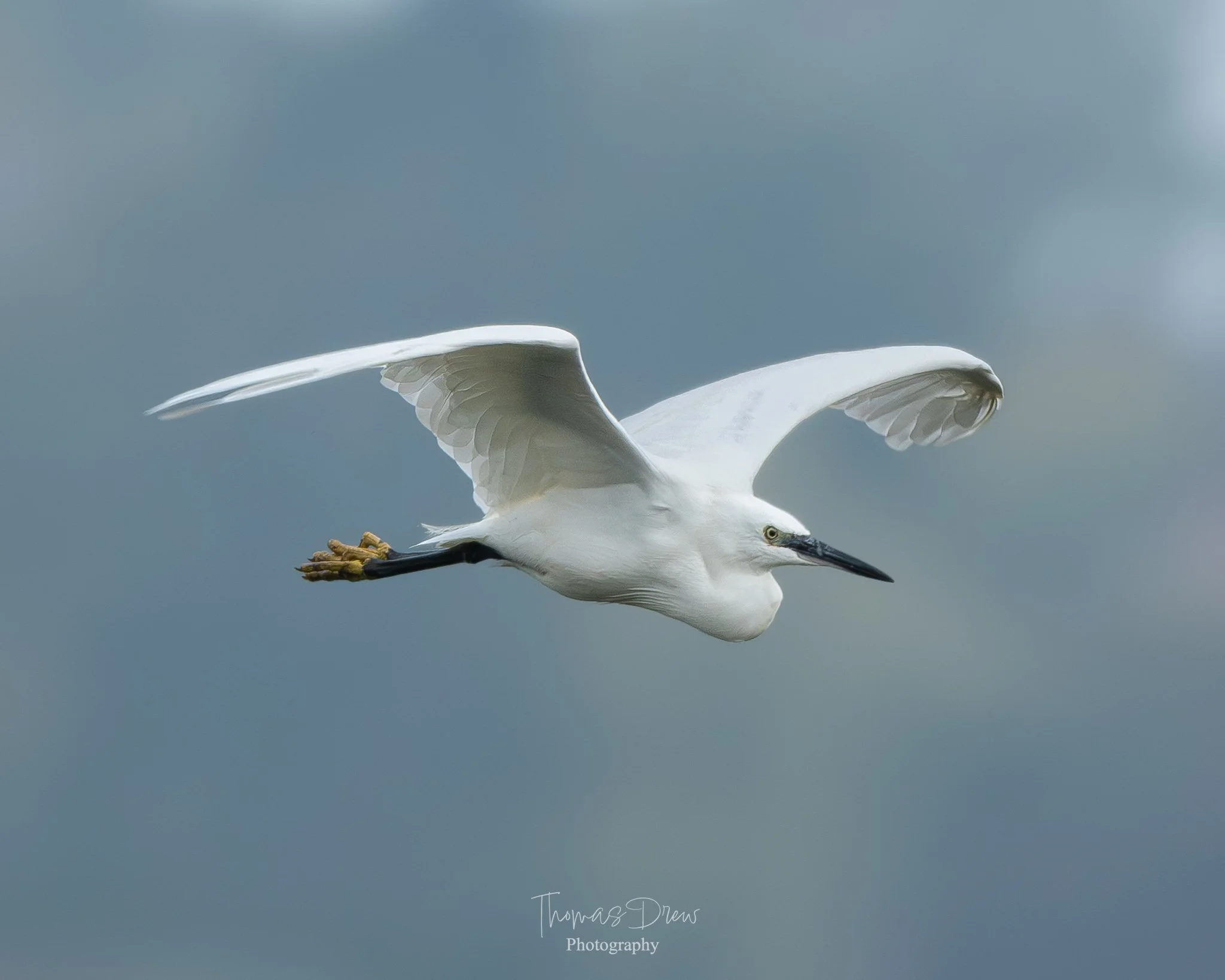 Image of a Little Egret flying through a cloudy sky.