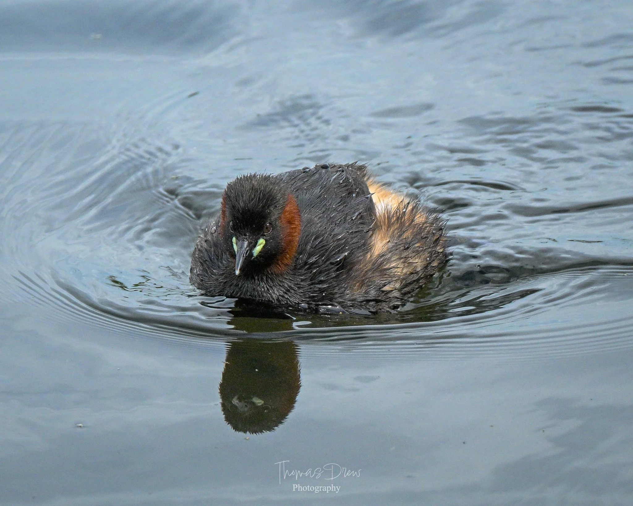 Image of a Little Grebe, swimming in a body of water with ripples around it, showing wet feathers and an orange patch on its neck.