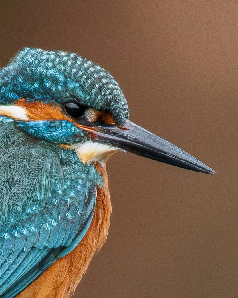 Close-up of a kingfisher bird with blue, orange, and white feathers, and a long sharp beak, with a brown background.