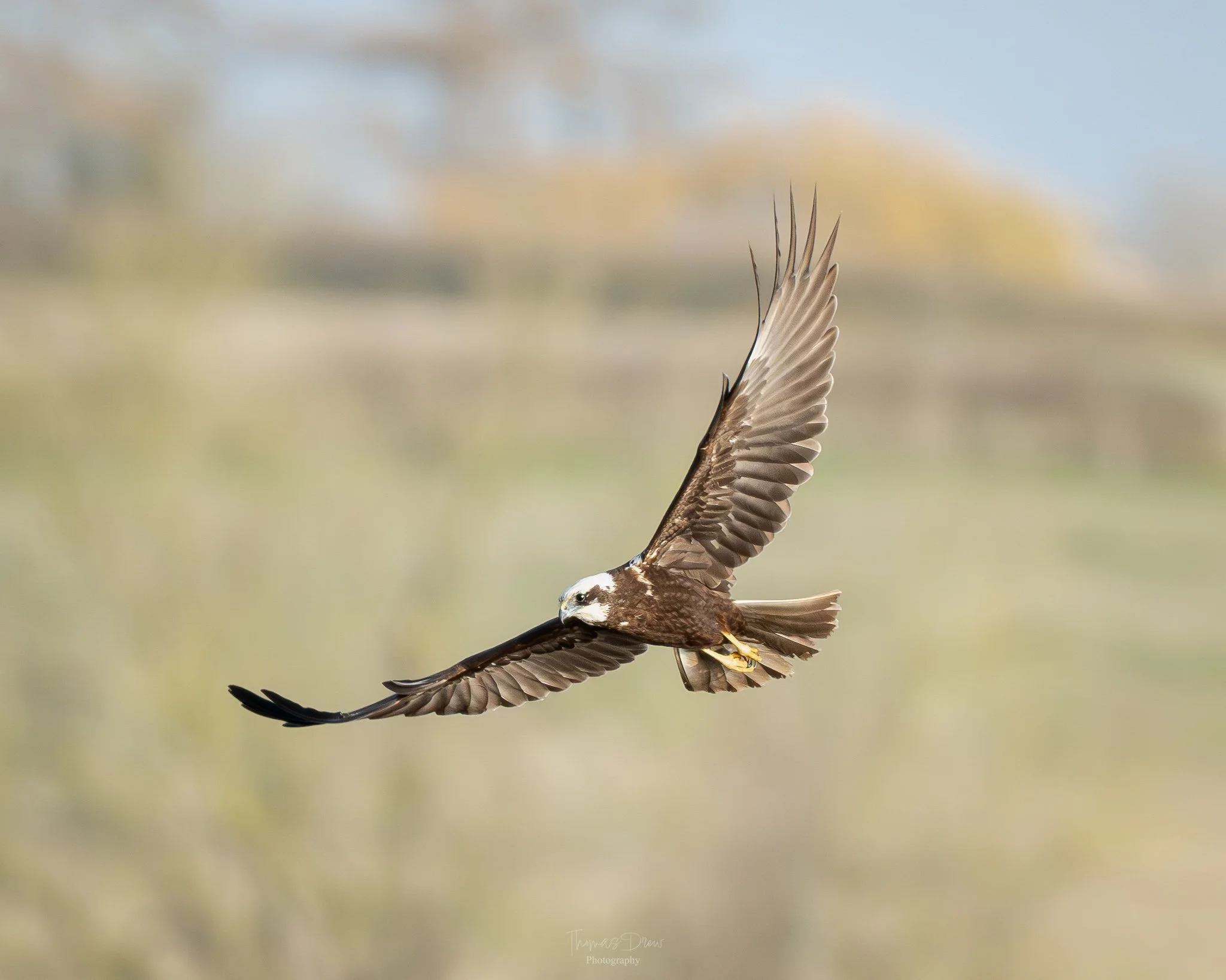 A bird of prey, a Marsh Harrier, flying with wings spread wide against a blurred natural background.