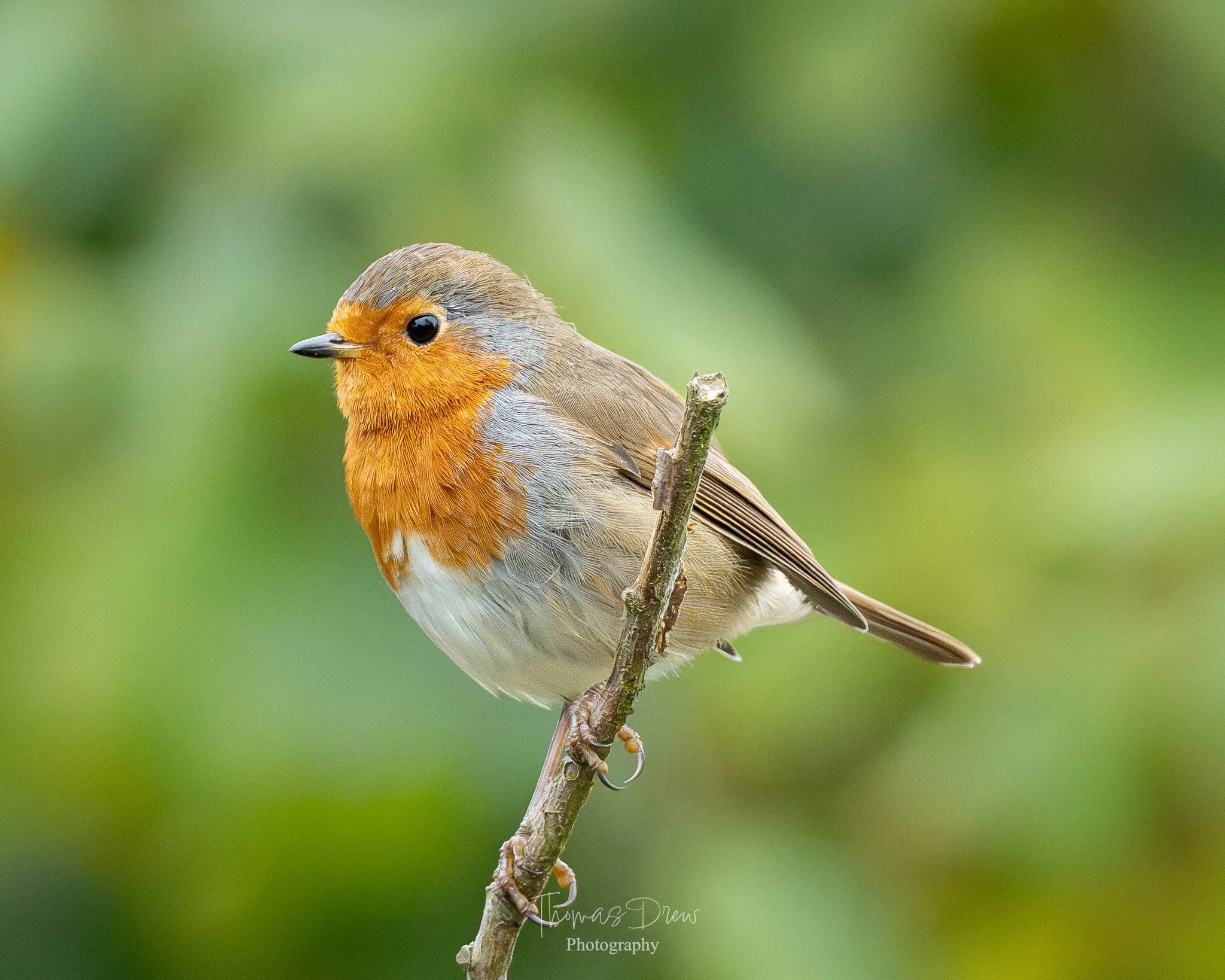 A Robin with orange face and chest, perched on a thin branch with a blurred green background.