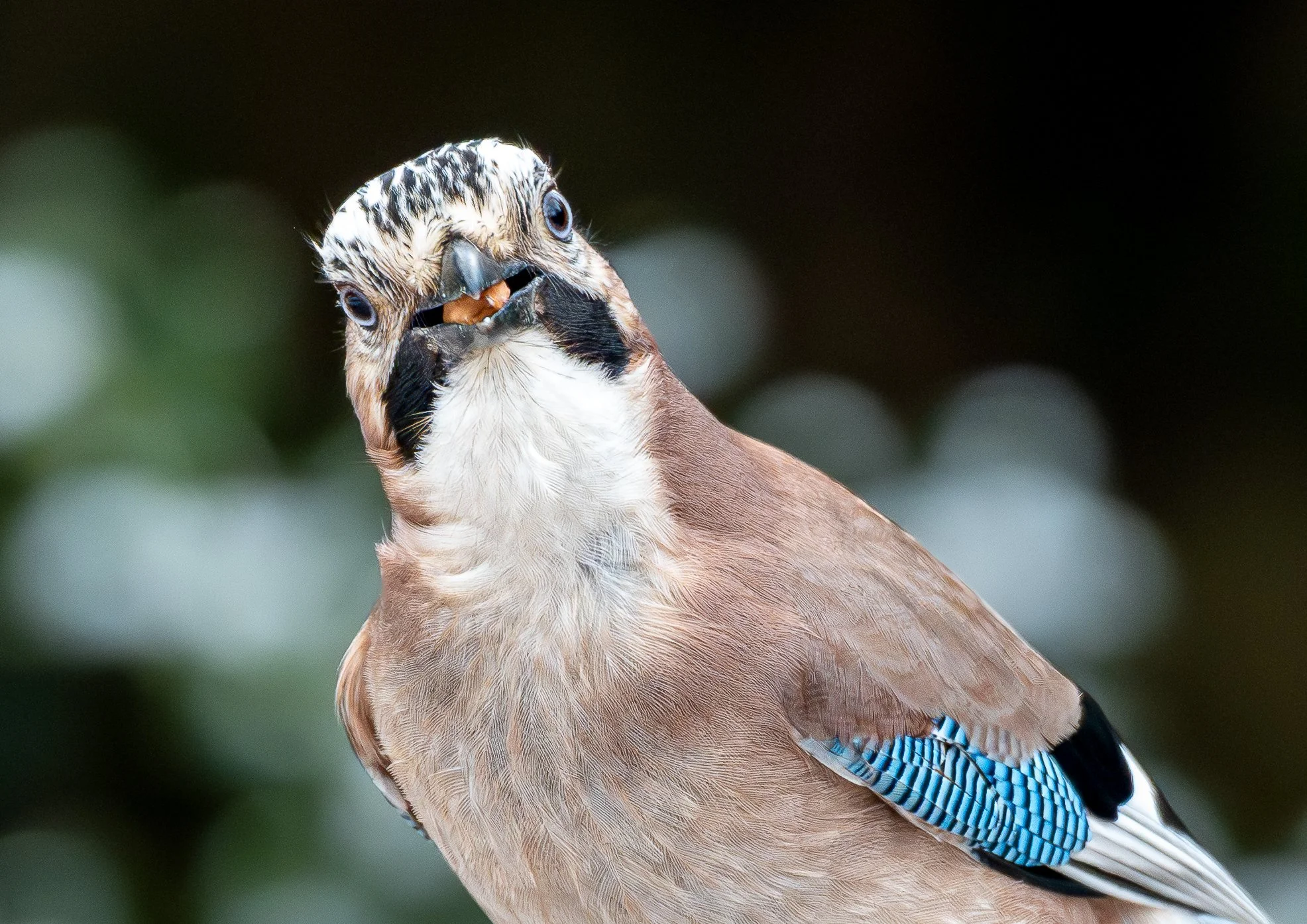 Jay close up Wildlife Photography Print