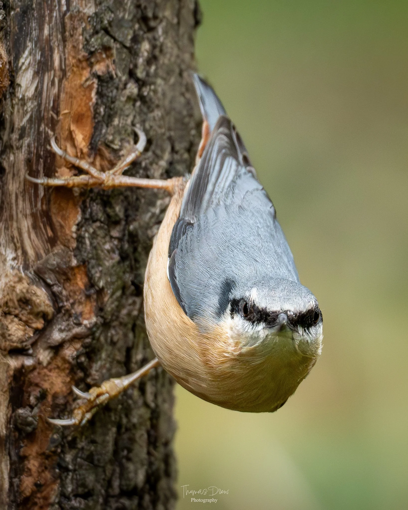 A close-up of a Nuthatch bird clinging to the side of a tree trunk with textured bark, facing downward.