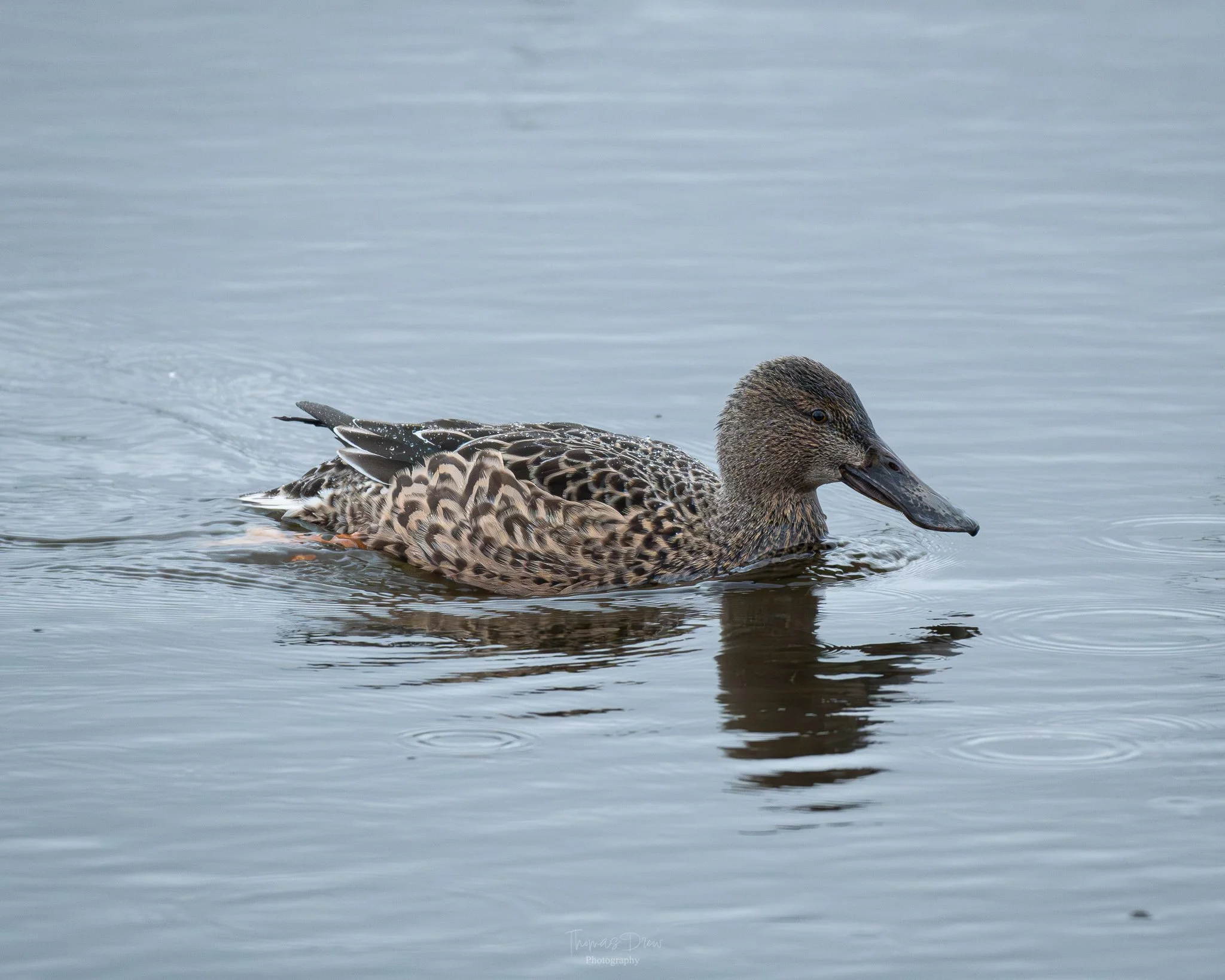 Image of a female shoveler duck swimming in calm water.