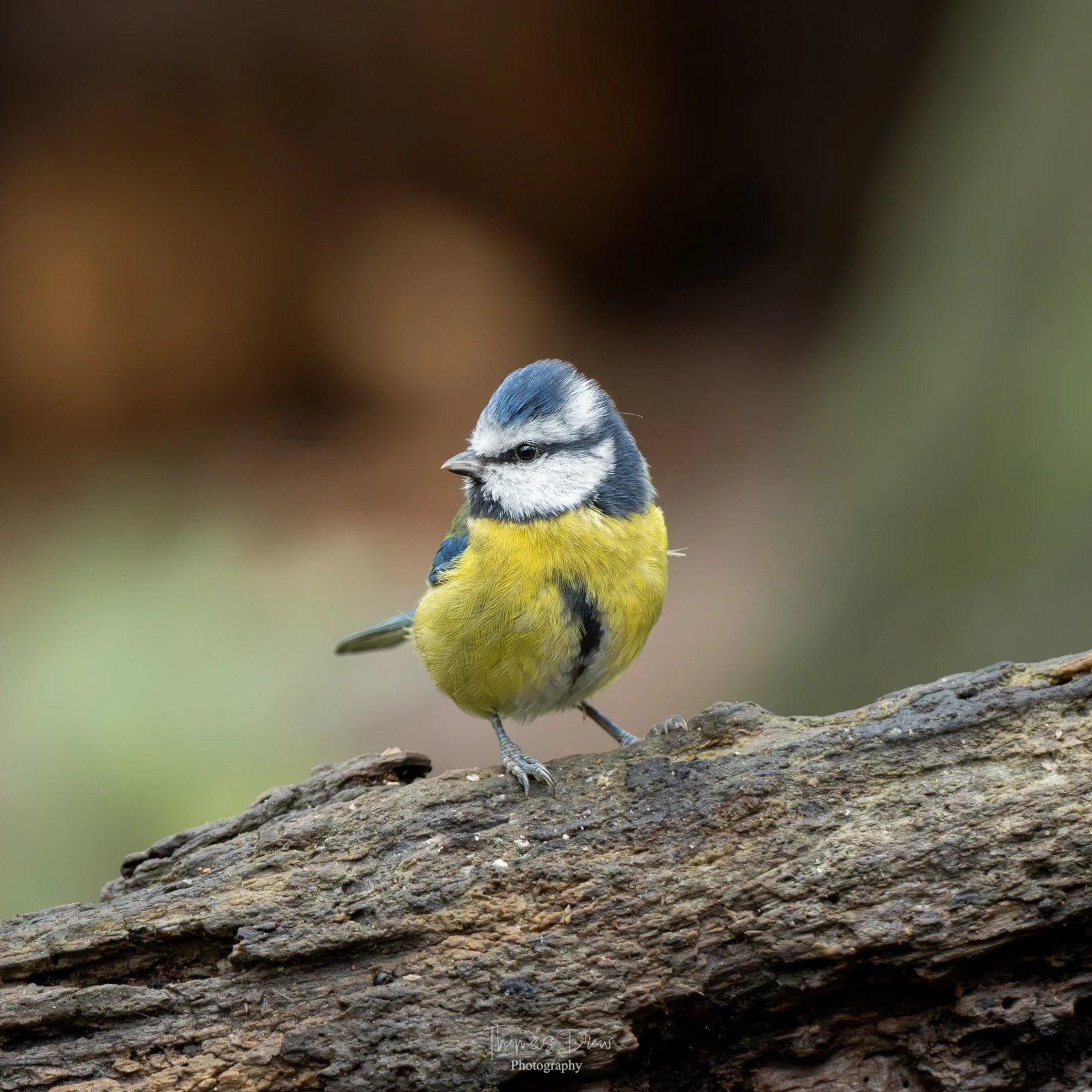 Image of a Blue Tit, a small blue and yellow bird, perched on a rough tree branch with a blurred natural background.