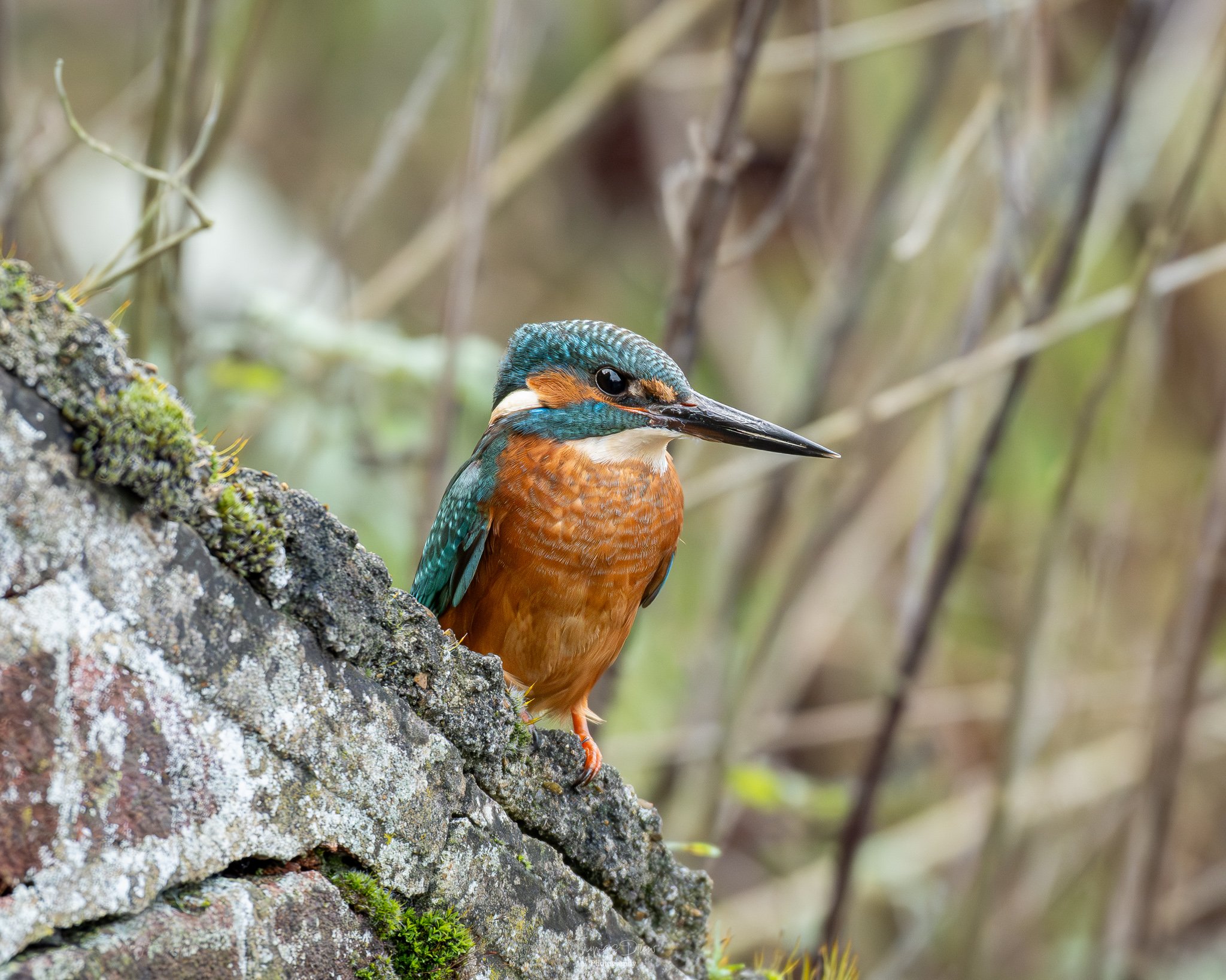 A colorful kingfisher bird perched on a moss-covered rock in a natural setting with blurred foliage in the background.
