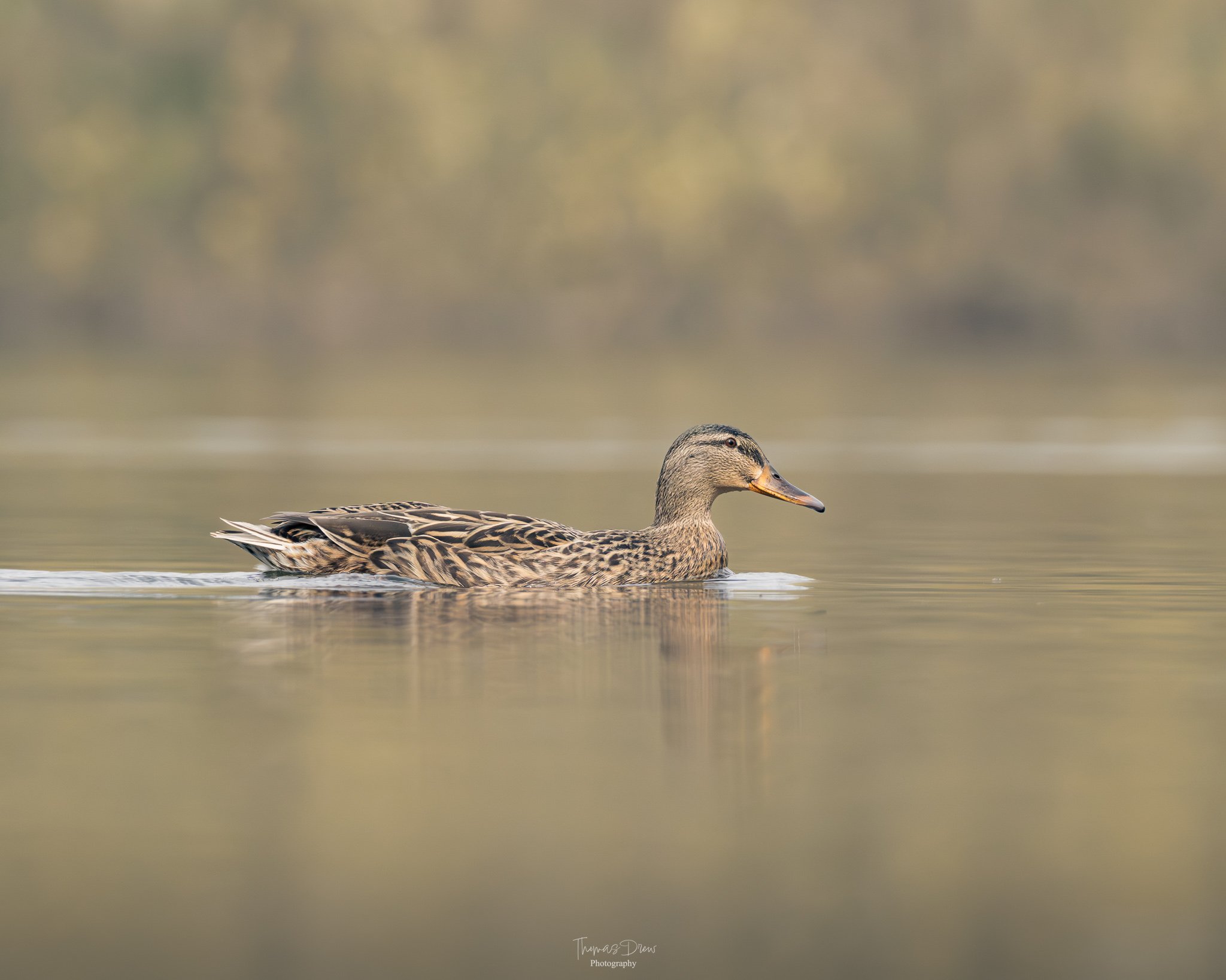 Image of a Female Mallard Duck swimming on a calm body of water with a blurred natural background.