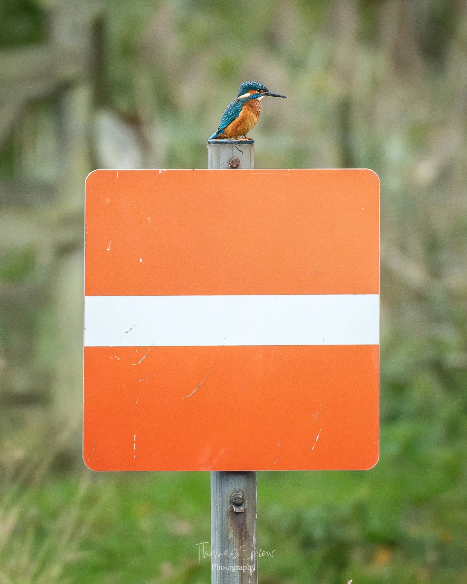 A colorful kingfisher bird perched on top of an orange and white rectangular sign in a natural environment with green foliage in the background.