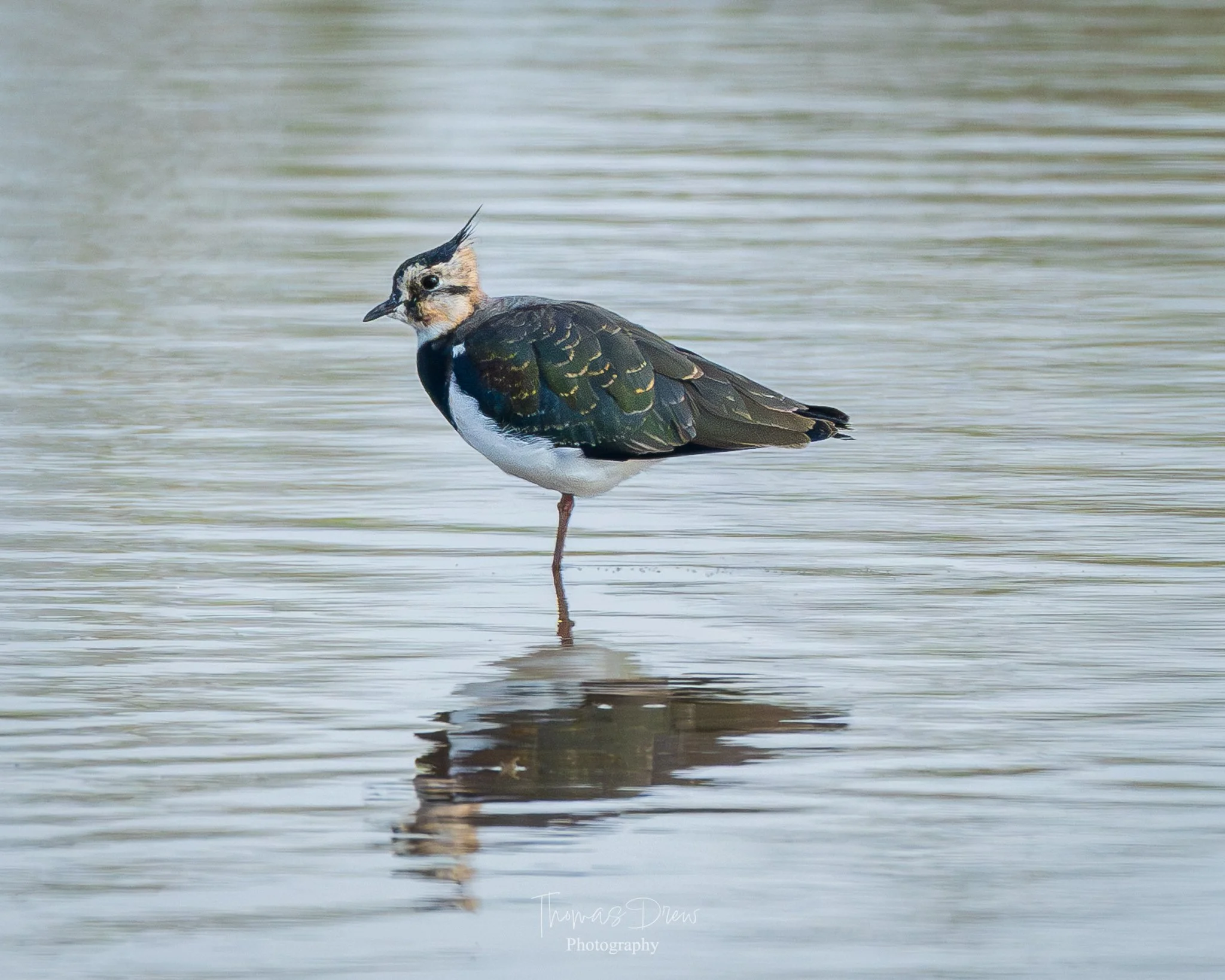 Image of a solitary bird, a Lapwing, standing in shallow water, with one leg lifted, reflecting in the water below. The bird has a distinctive crest on its head and black and white plumage with iridescent greenish-black wings.