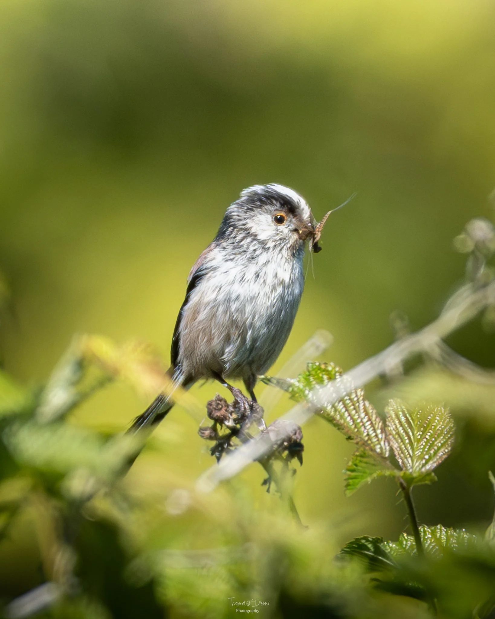 DSC_2838-3.jpg