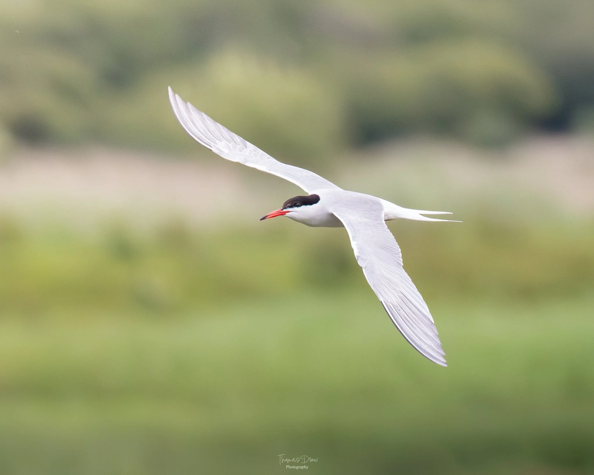 DSC_0218-5.jpg