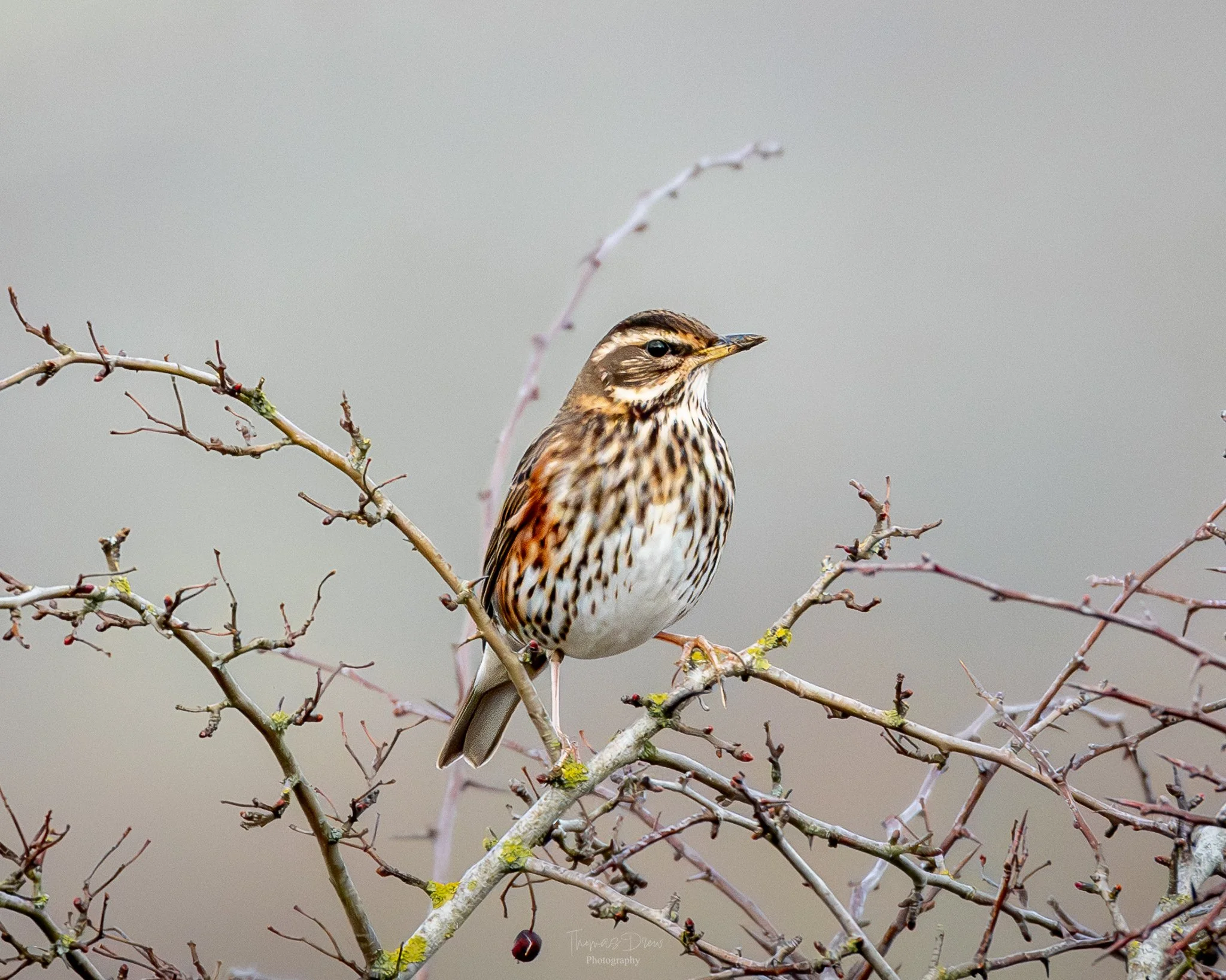 A Redwing, a small bird with brown, white, and black streaked feathers perched on a branch with sparse, leafless twigs against a neutral background.
