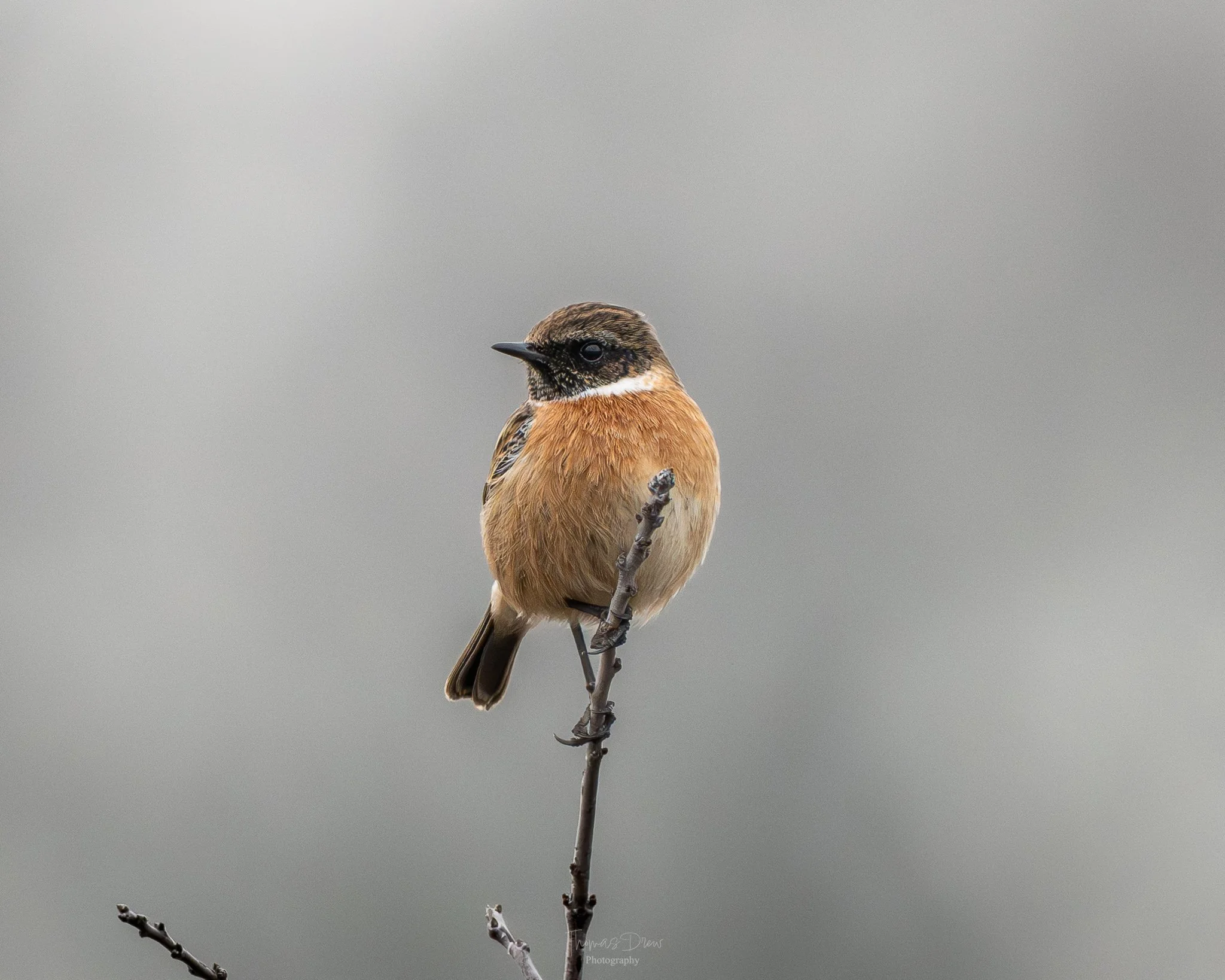 A Stonechat, a small bird perched on a thin branch against a plain grey background.