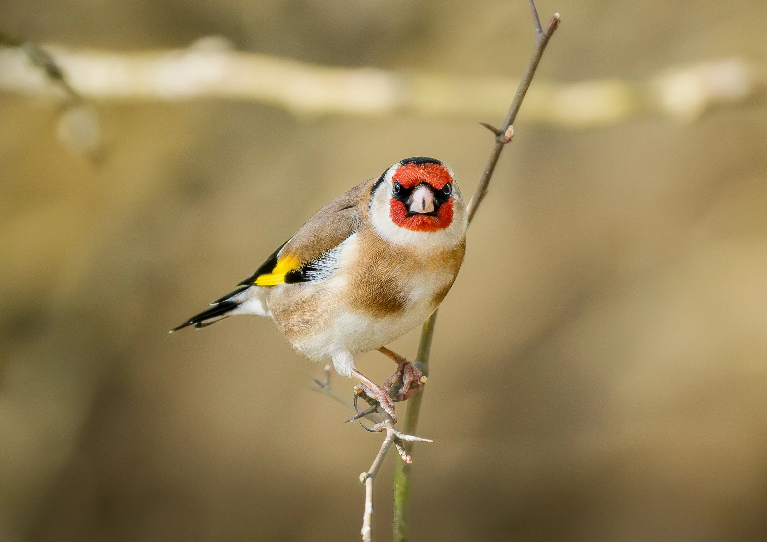 Goldfinch perched on a branch Wildlife Print