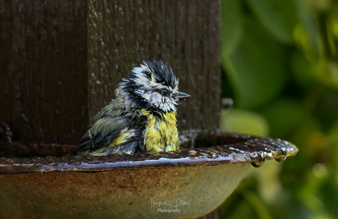 A small bird, a blue tit, with black, white, and yellow feathers bathing in a shallow water dish attached to a wooden structure, with green foliage in the background.