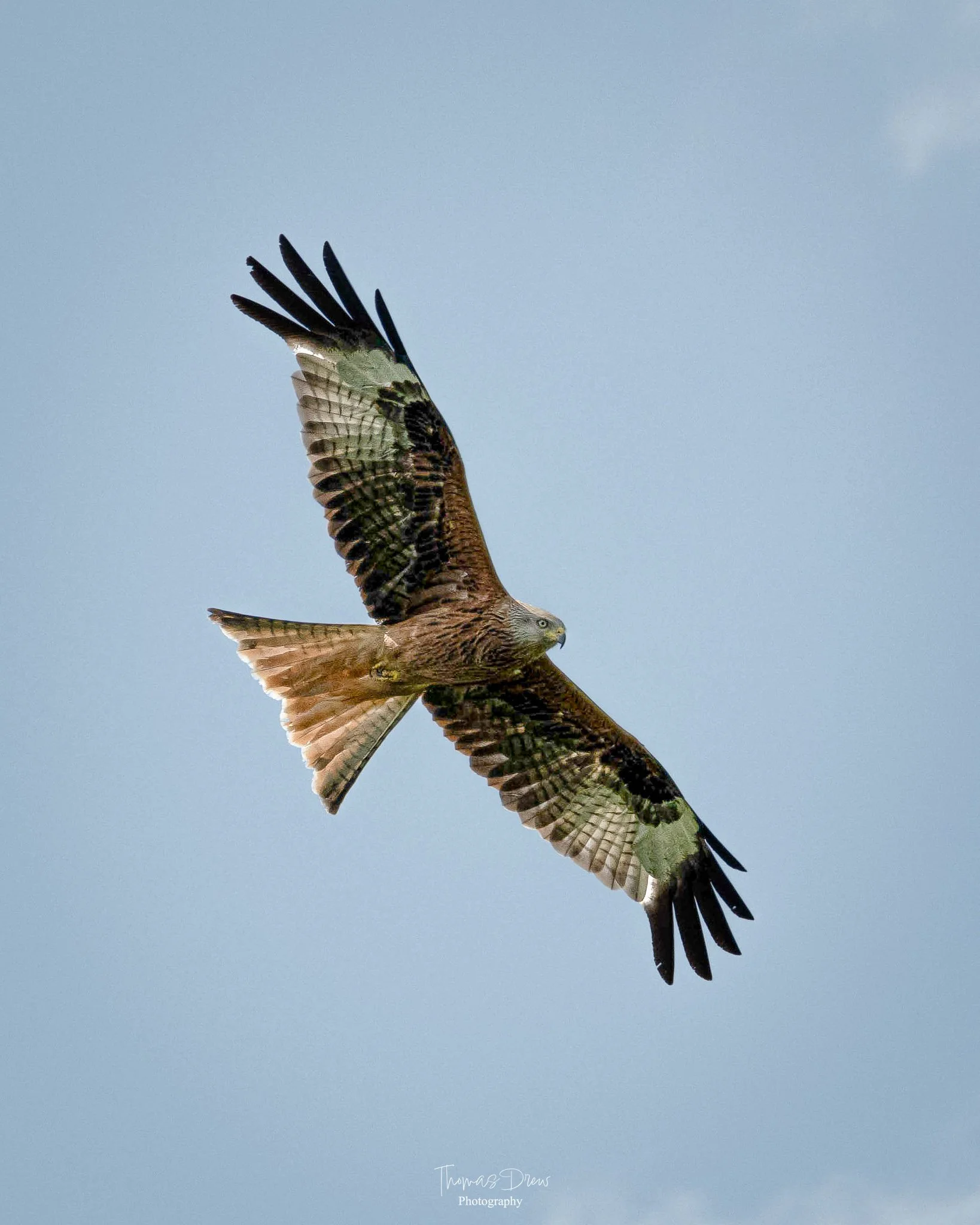 Image of a red kite soaring in the sky with its wings spread wide.