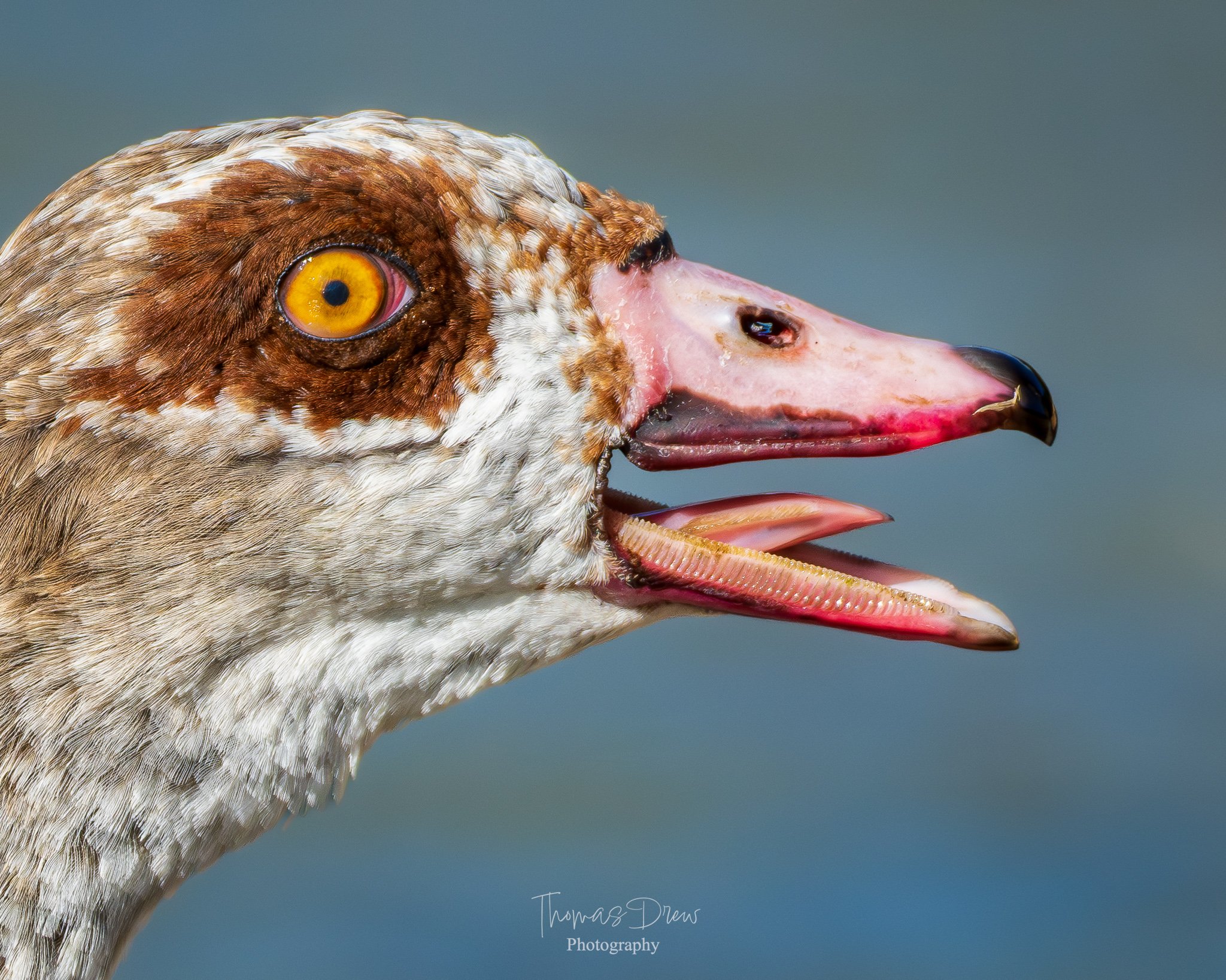 Close-up image of an Egyptian goose with detailed feathers, a yellow eye, and a pink beak.