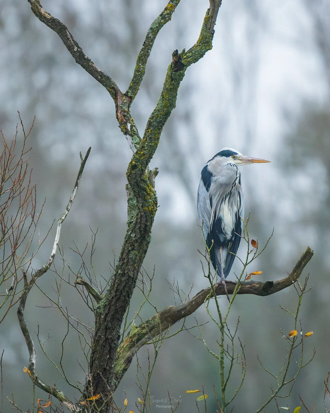 A heron perched on a tree branch in a foggy, wetland environment.