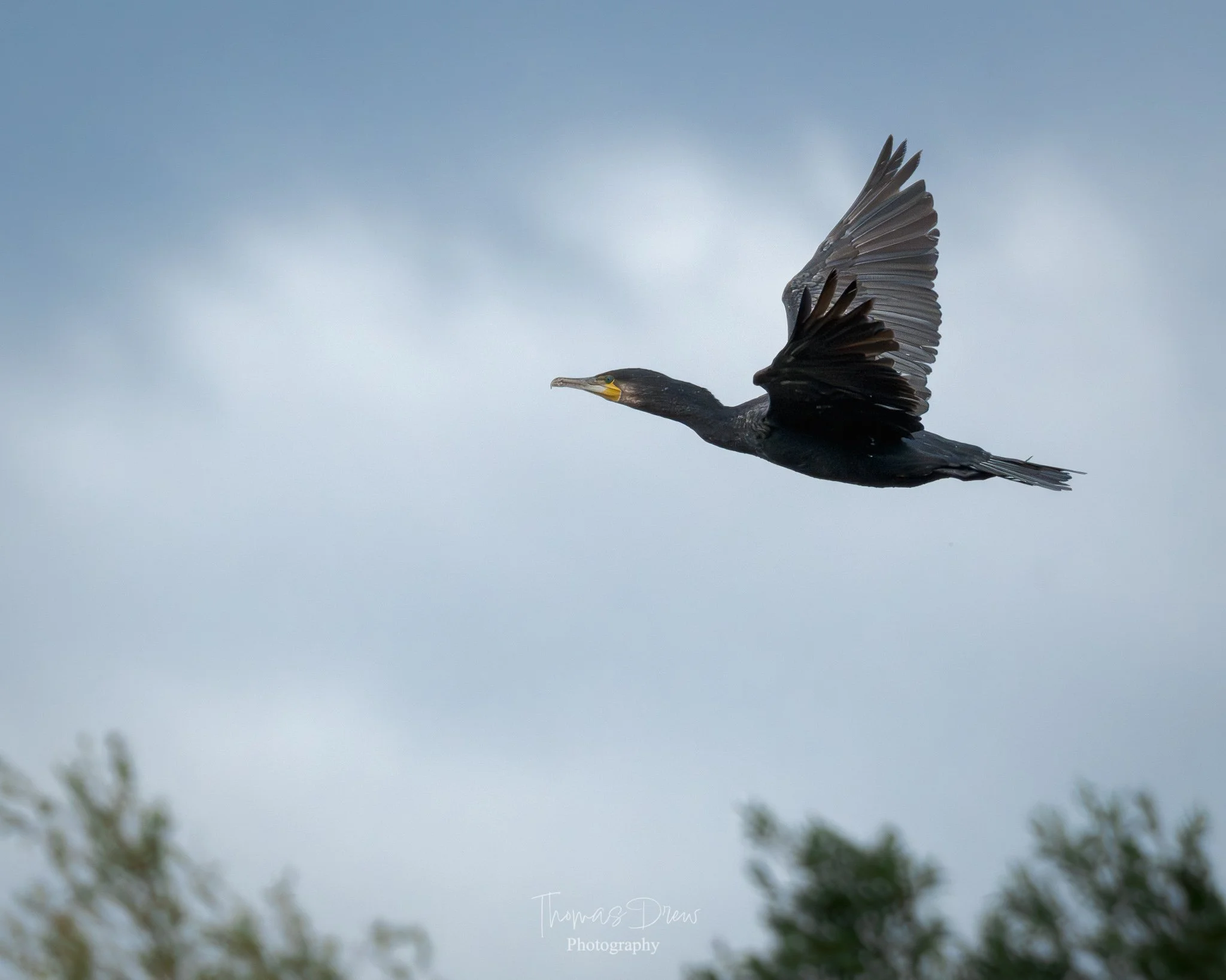 A black cormorant flying in a cloudy sky with some blurred green trees at the bottom.