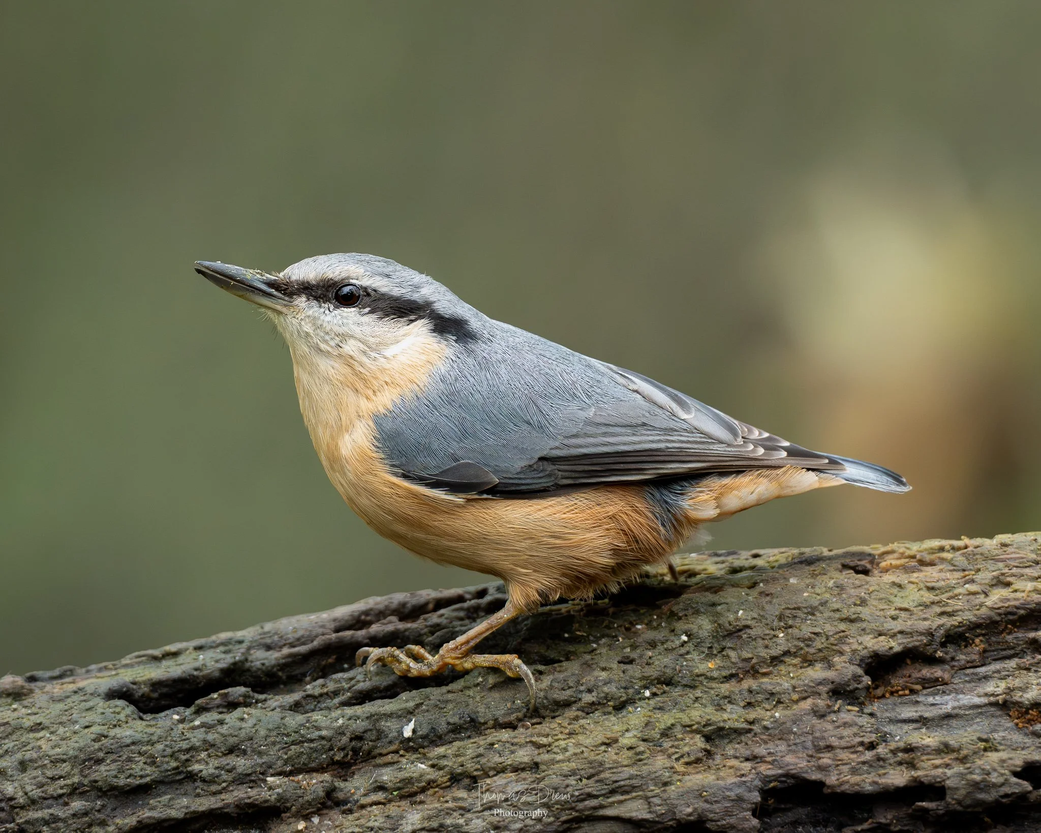 A close-up of a Nuthatch, a small bird with a black stripe across its eyes, perched on a textured log, with a blurred green background.