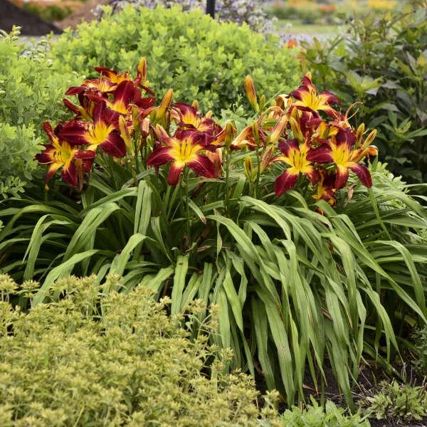 Hemerocallis 'Ruby Spider' 0001 low res.jpg