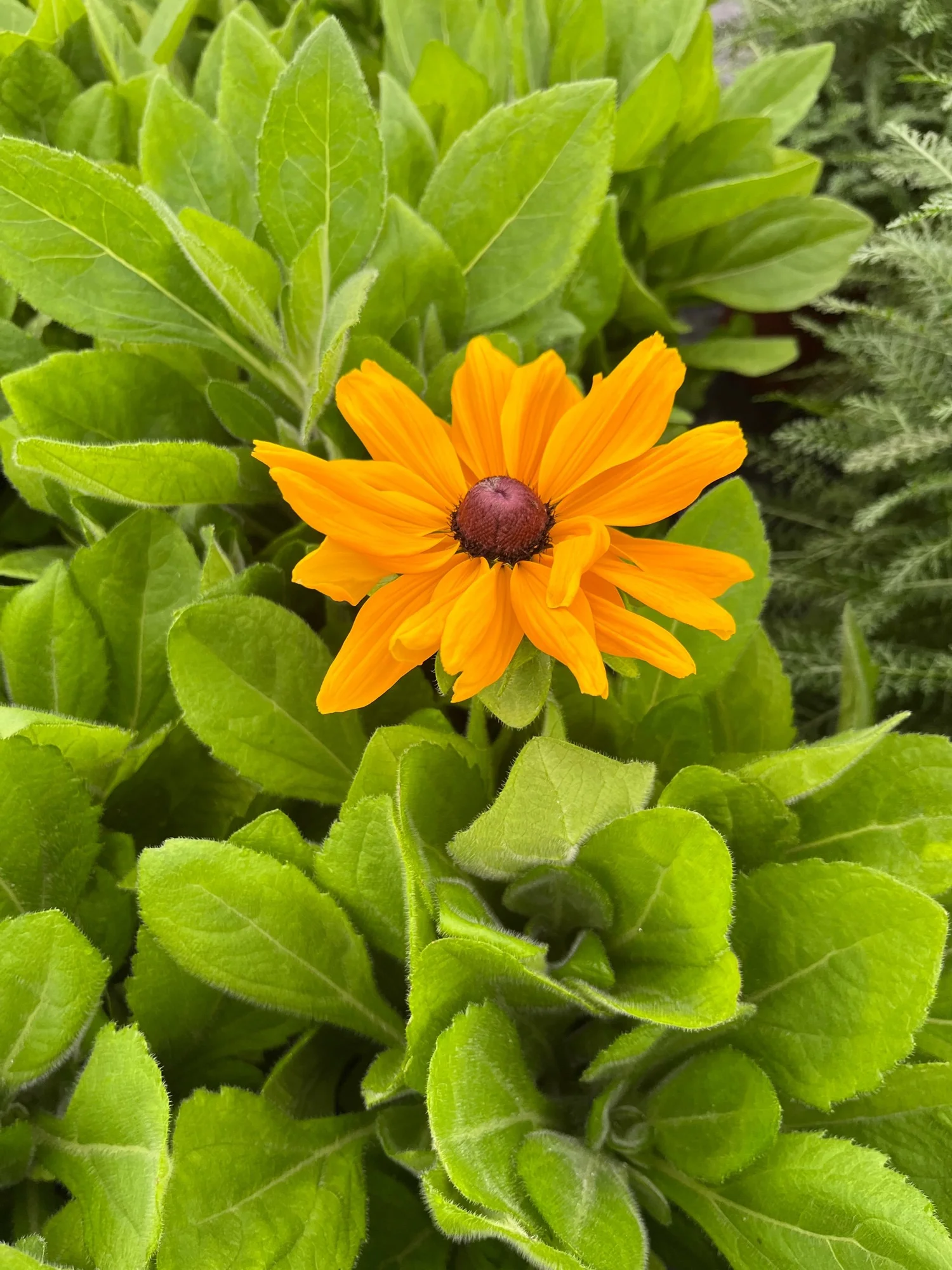 Future Flowers