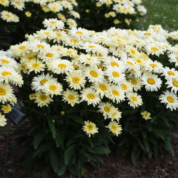Leucanthemum 'Banana Cream II'