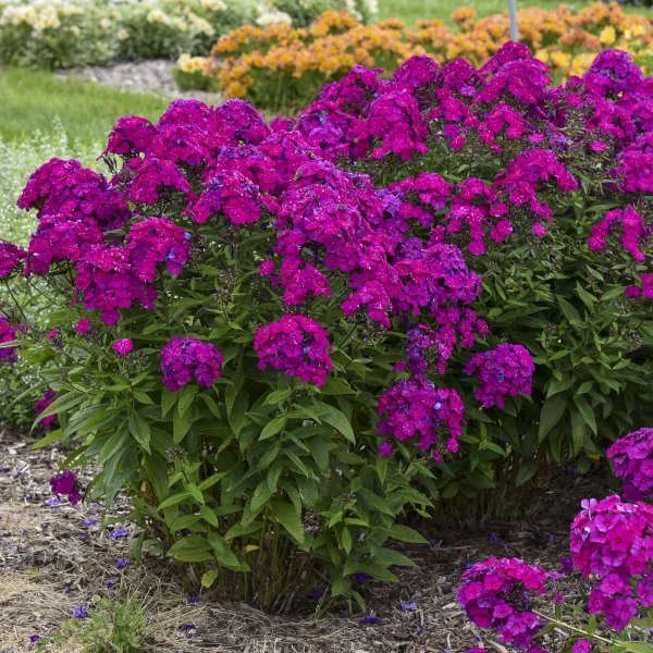 Phlox 'Ultraviolet'