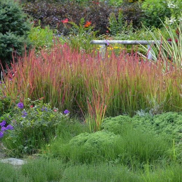 Imperata cylindrica 'Red Baron' 0000 low res.jpg