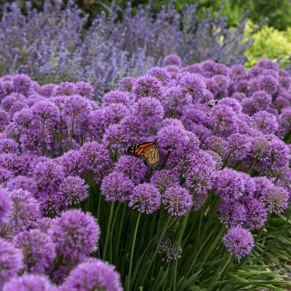 Allium 'Serendipity' CPBR7064 PP32023 0004 low res.jpg