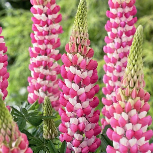 'Westcountry Rachel de Thame'