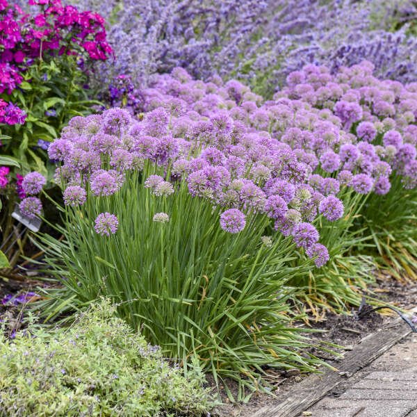 Allium 'Serendipity'