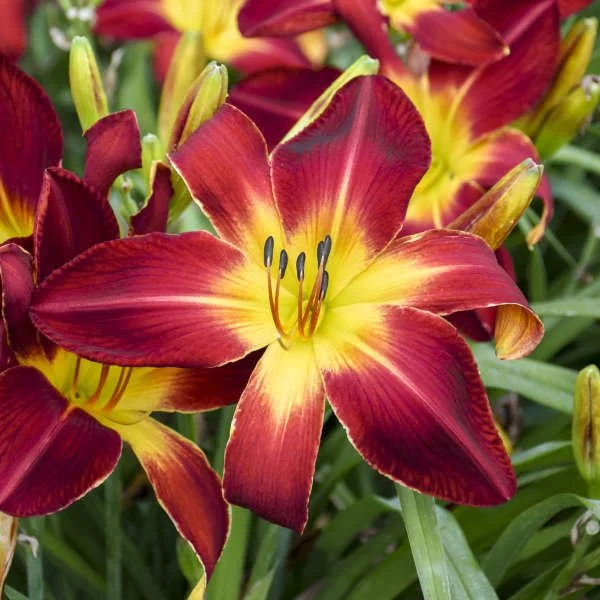 Hemerocallis 'Ruby Spider' 0004 low res.jpg