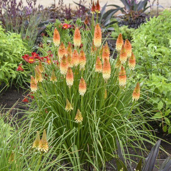 Kniphofia 'Hot and Cold'