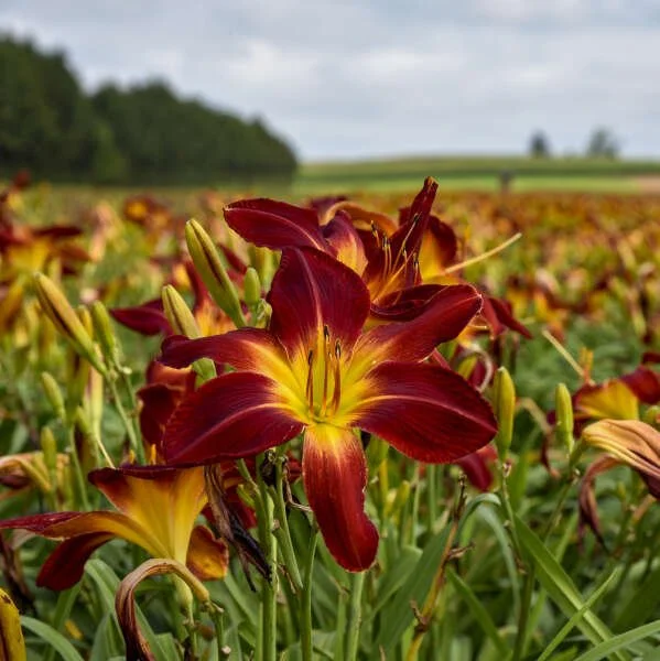 Daylily 'Ruby Spider'