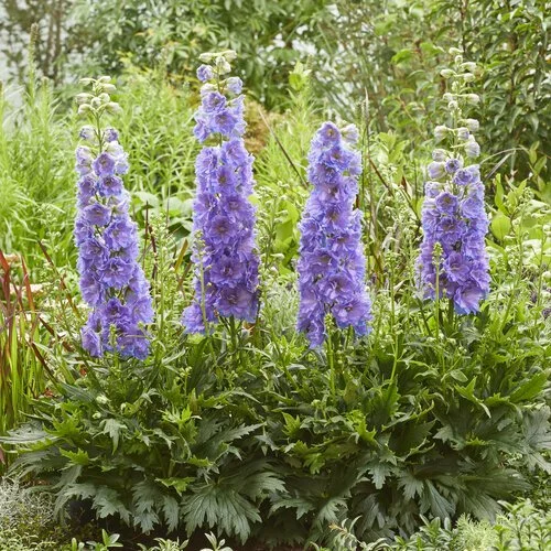 Delphinium 'Delgenius Shelby'