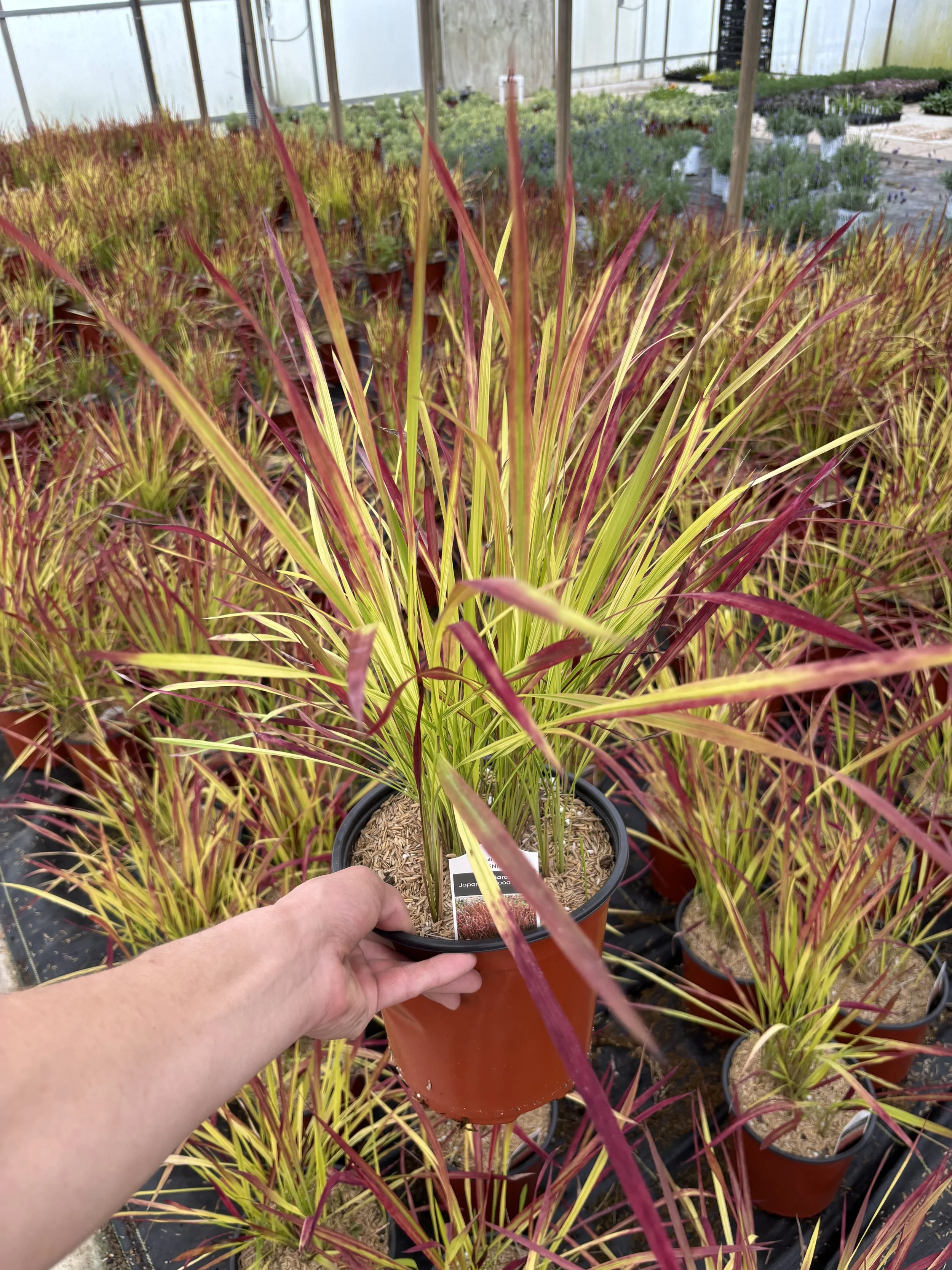 Grass 'Red Baron'
