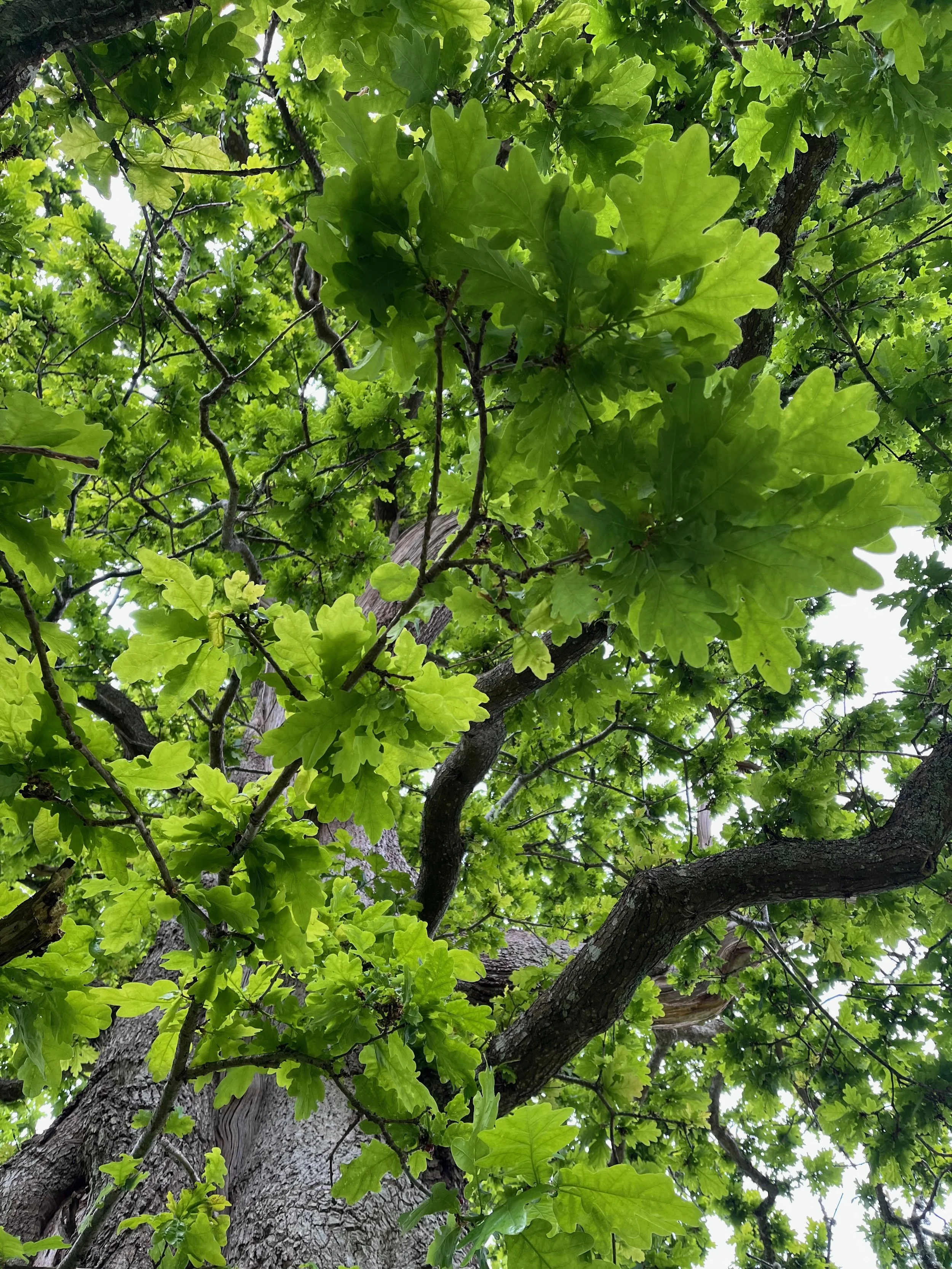 Looking up at the branches and green leaves of a large tree canopy.