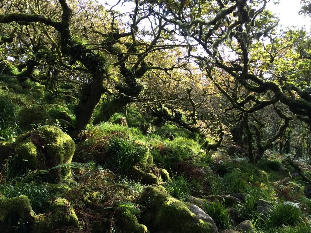 A walk in the wild woods?