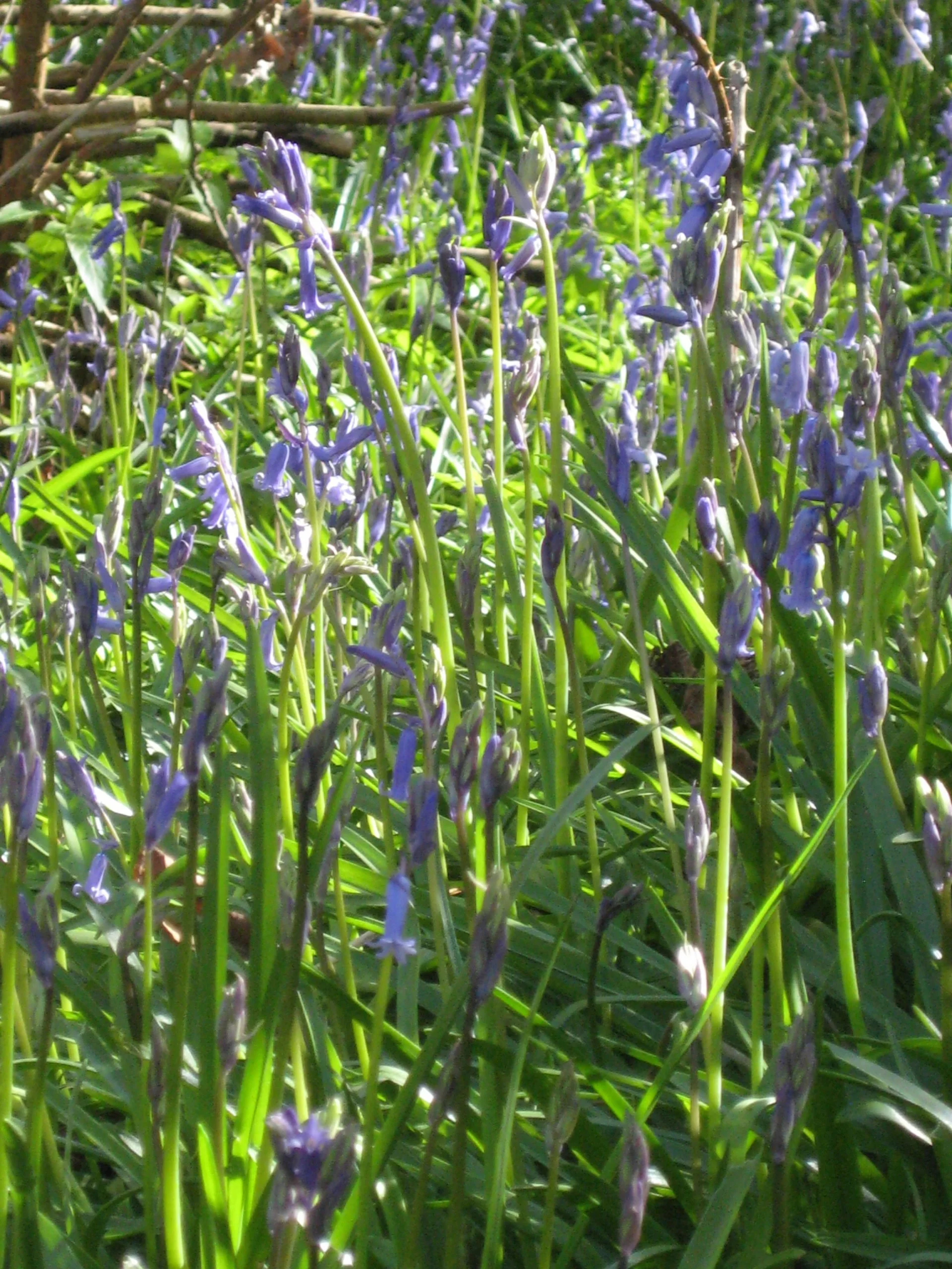 Close-up of purple wildflowers with green grass and stems in sunlight.
