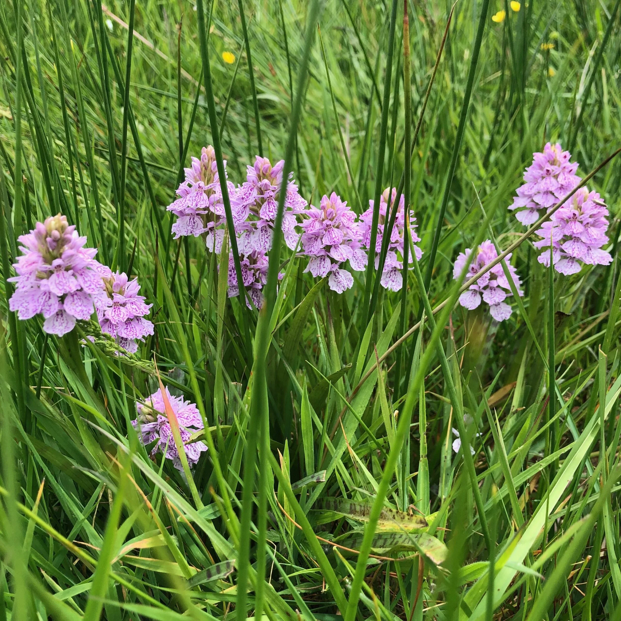 Close-up of pink and purple spotted flowers among tall green grass.