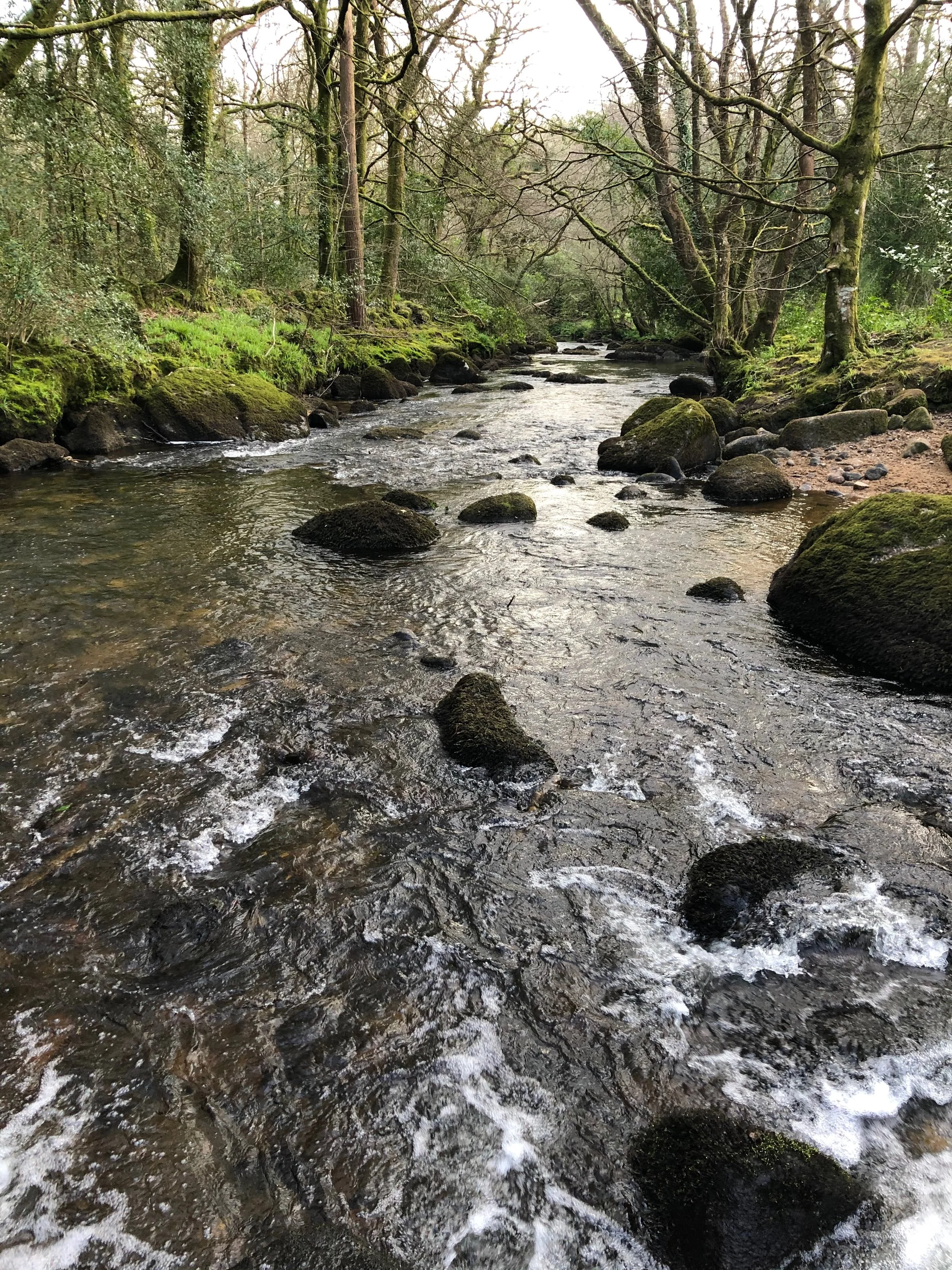 A small Dartmoor stream flowing through a forest with moss-covered rocks and trees lining the banks.