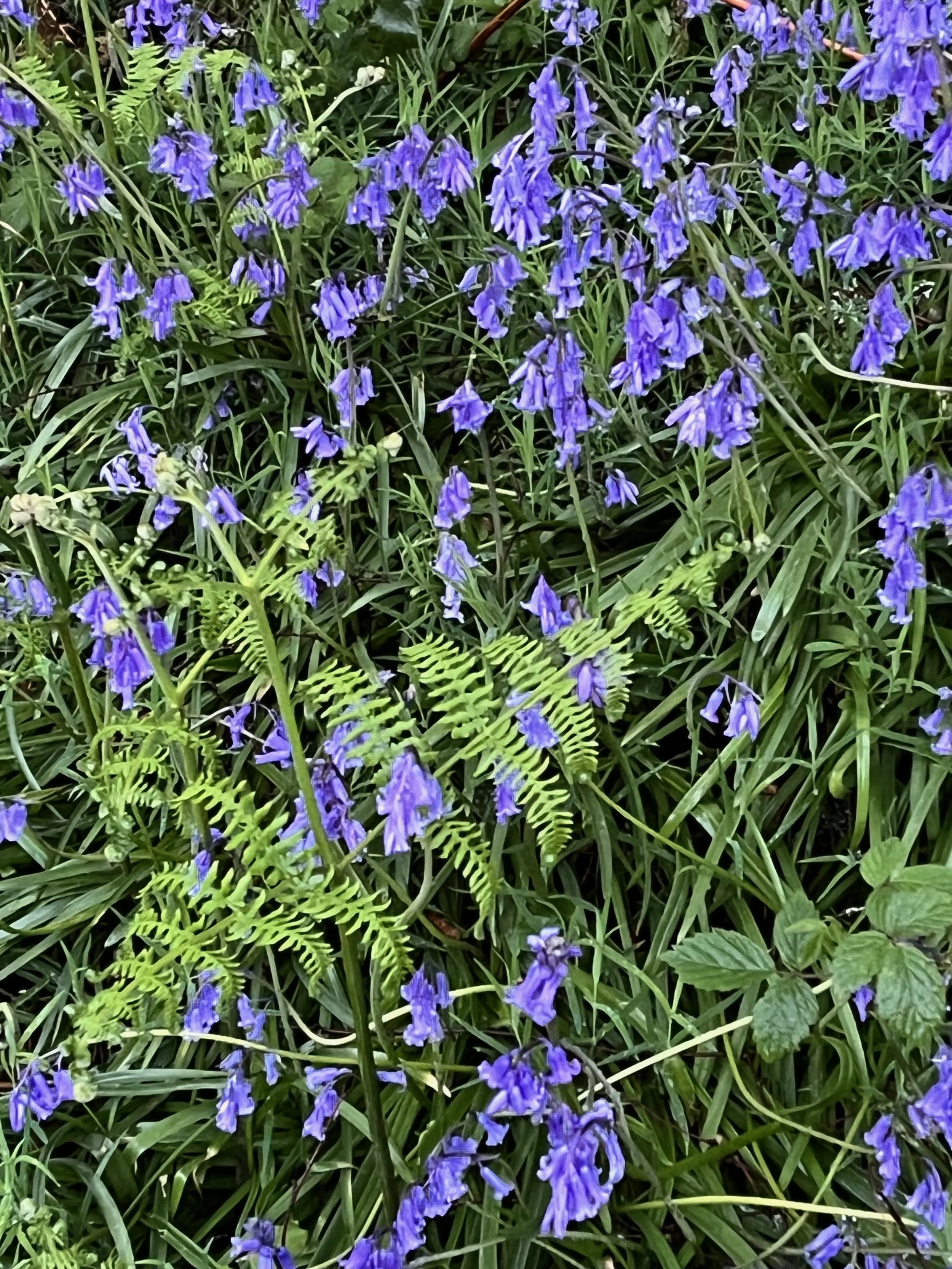 Purple bell-shaped flowers among green grass and foliage in a garden.