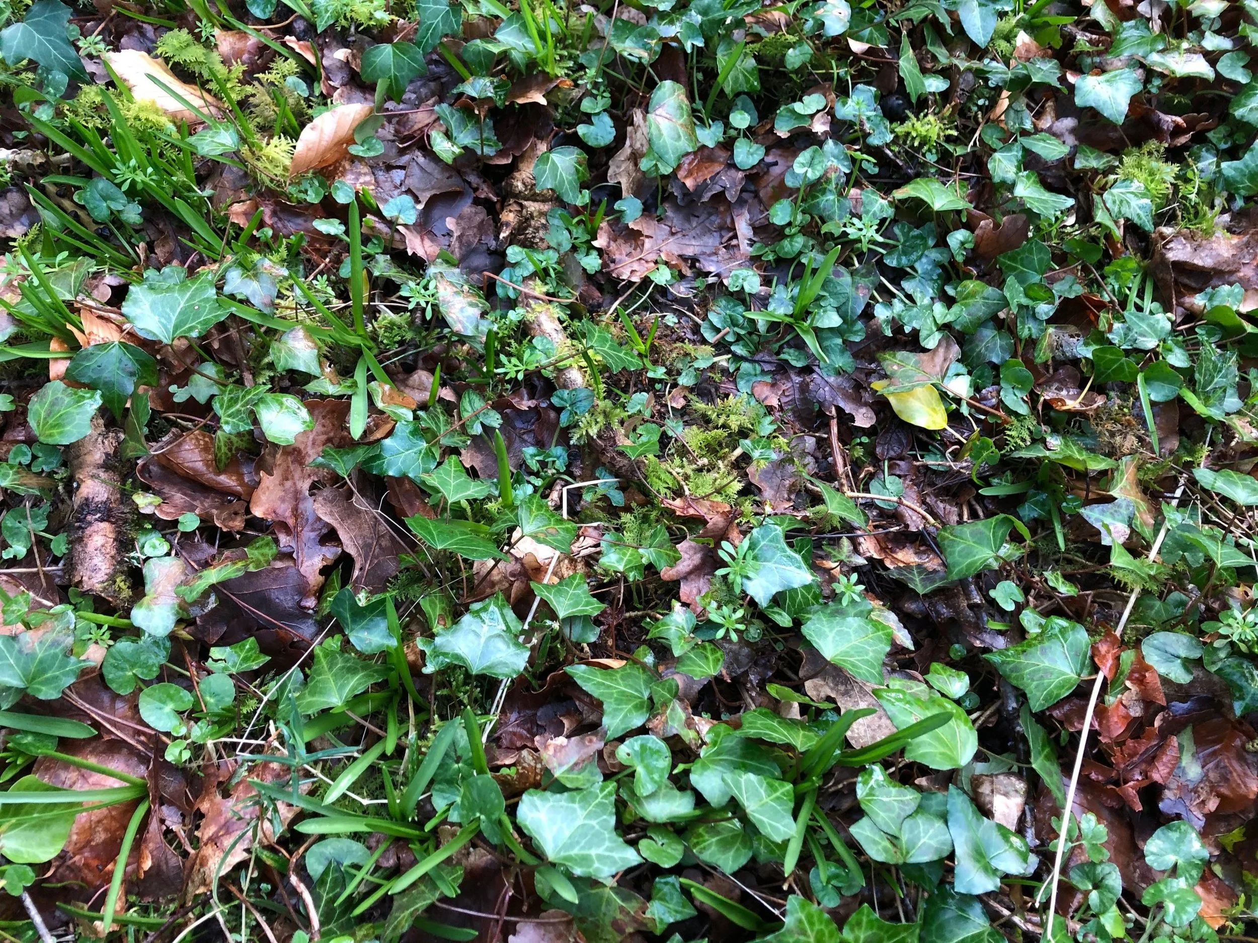A ground covering of fallen brown leaves, green ivy, and small green plants in a natural outdoor setting.