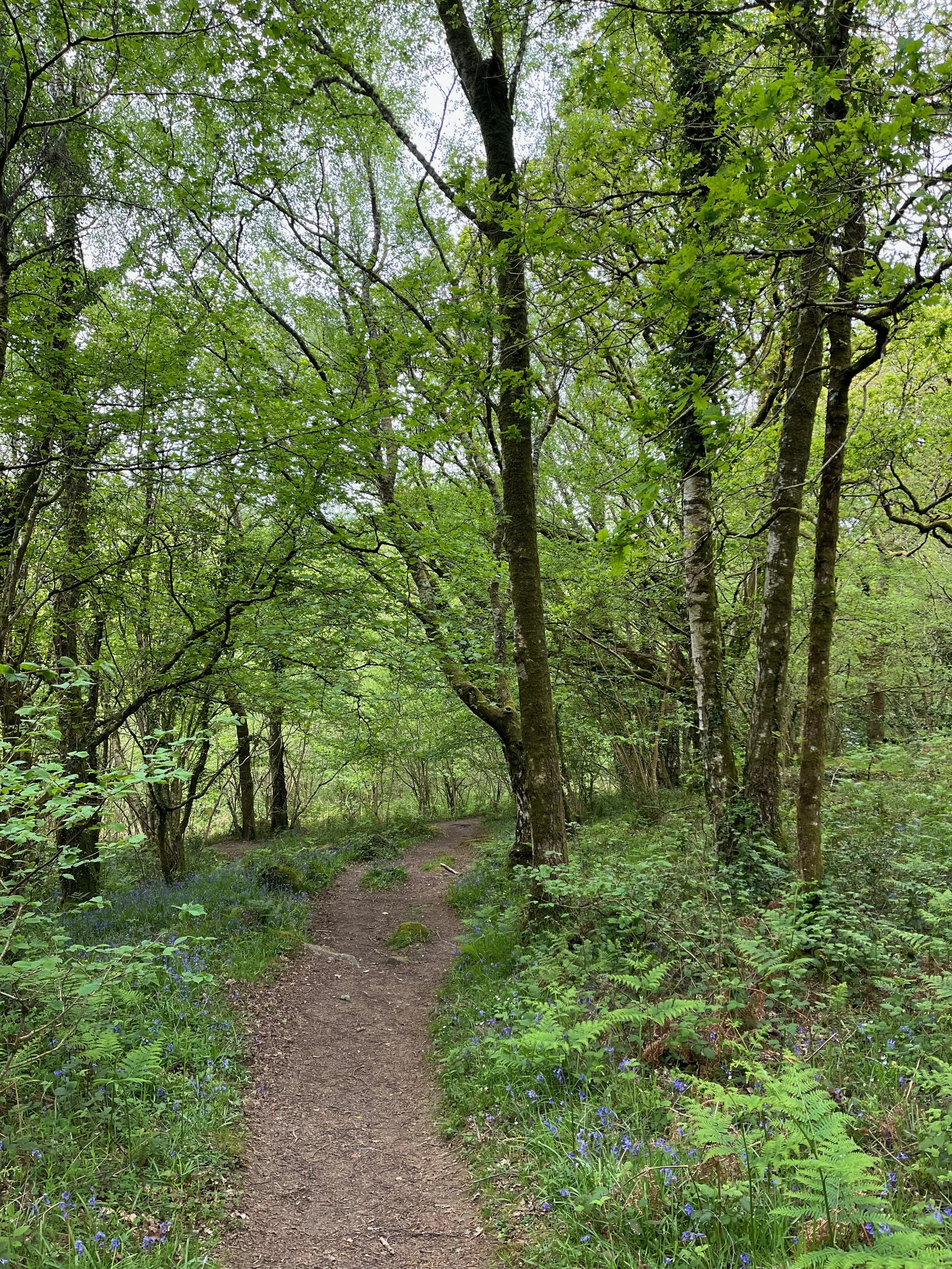 A path through a green forest with lush foliage and purple wildflowers along the sides.